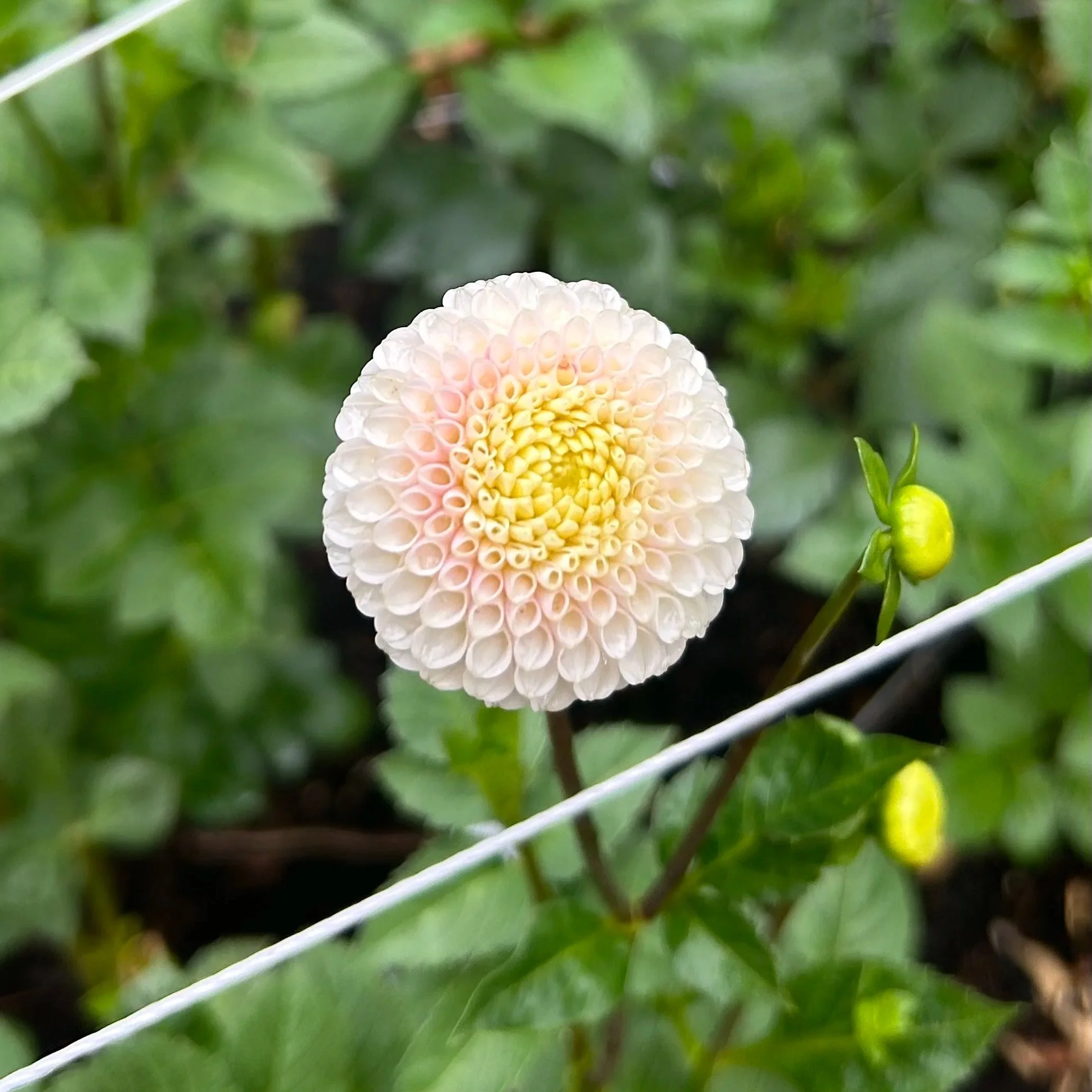 Small World (Heirloom)