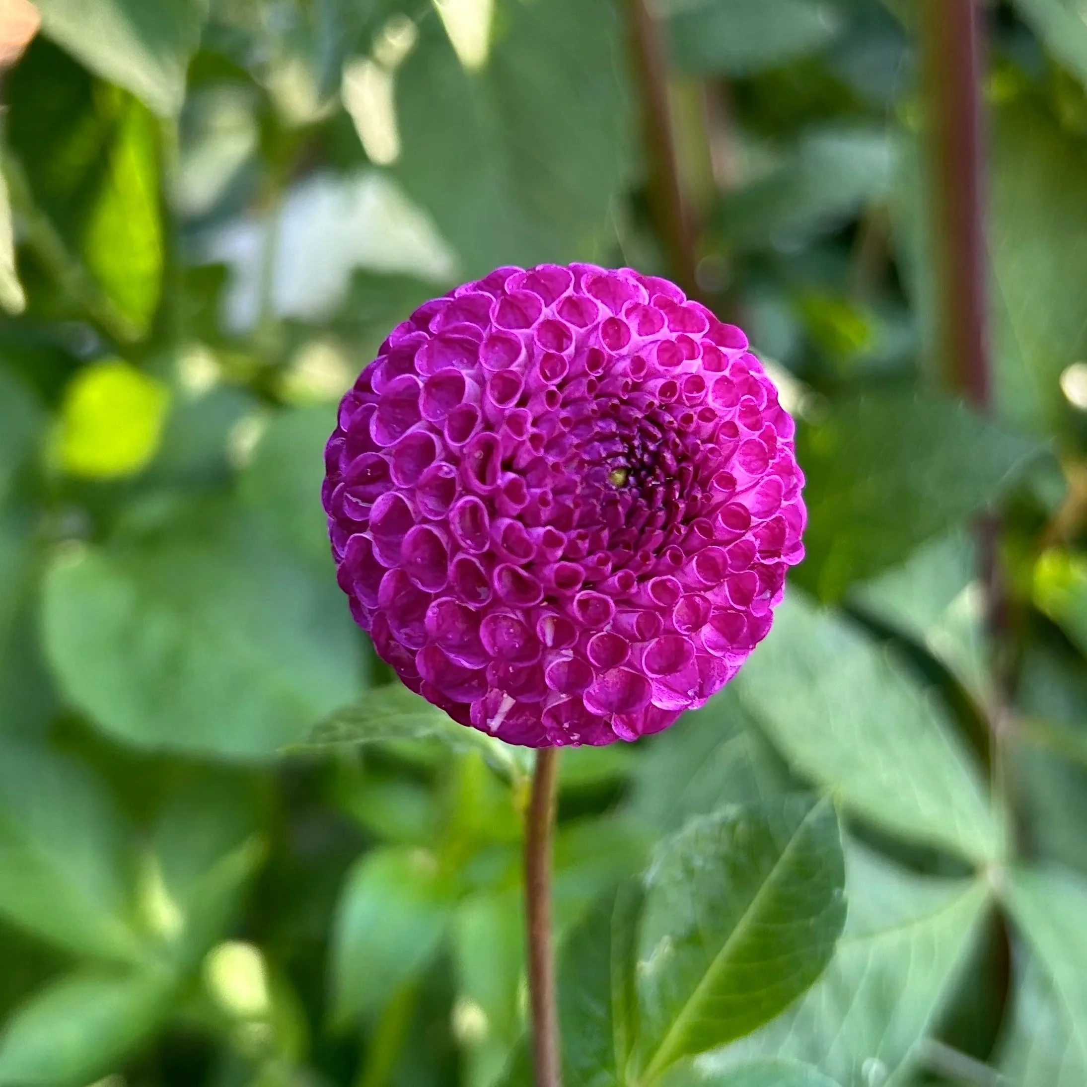 Willo's Violet (Heirloom)