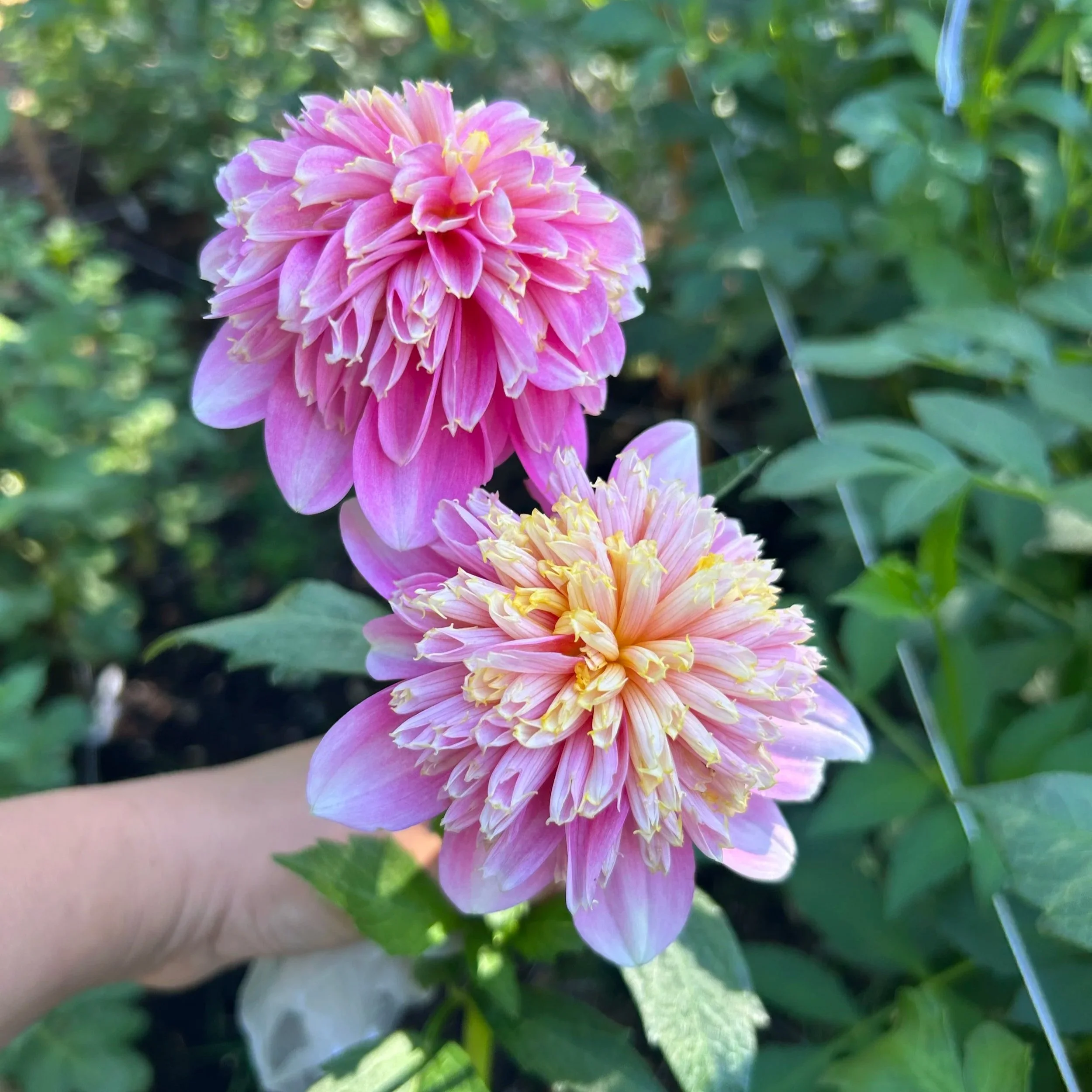 Sandia Pouffe (Limit 1 per household)