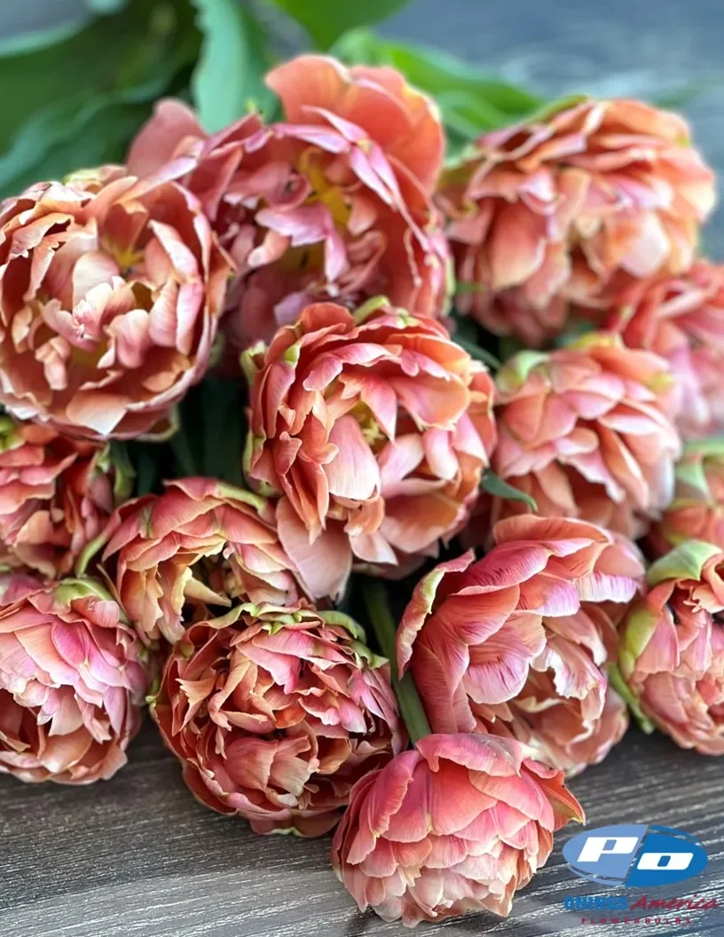 tulip-mcopper-image-zzn.webp