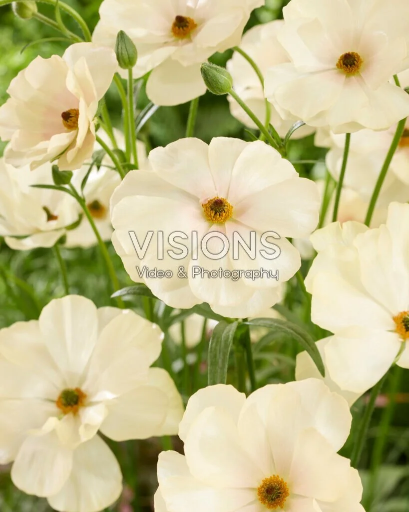 Keramos Butterfly Ranunculus