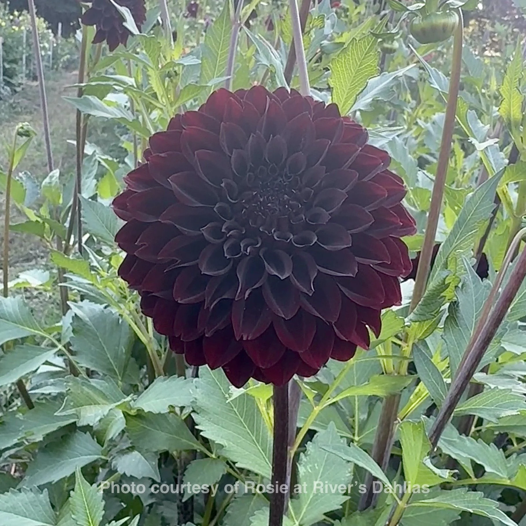 River's Dark Chocolate