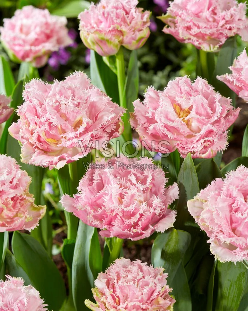 Perth Tulip