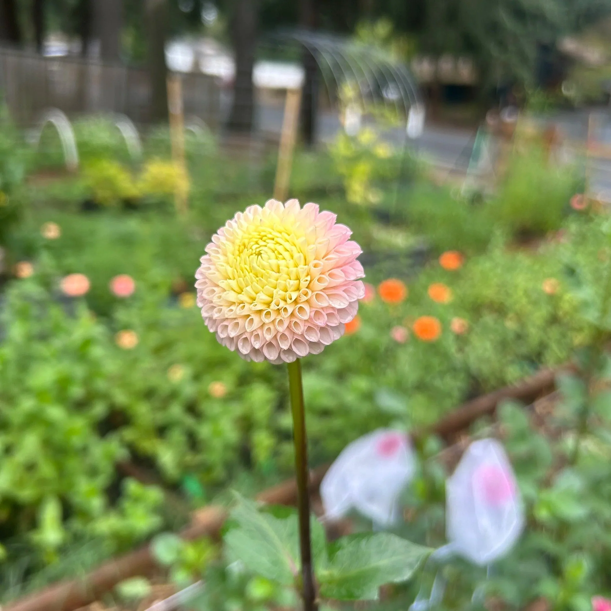 Irish D Porter (Limit 1 per household)