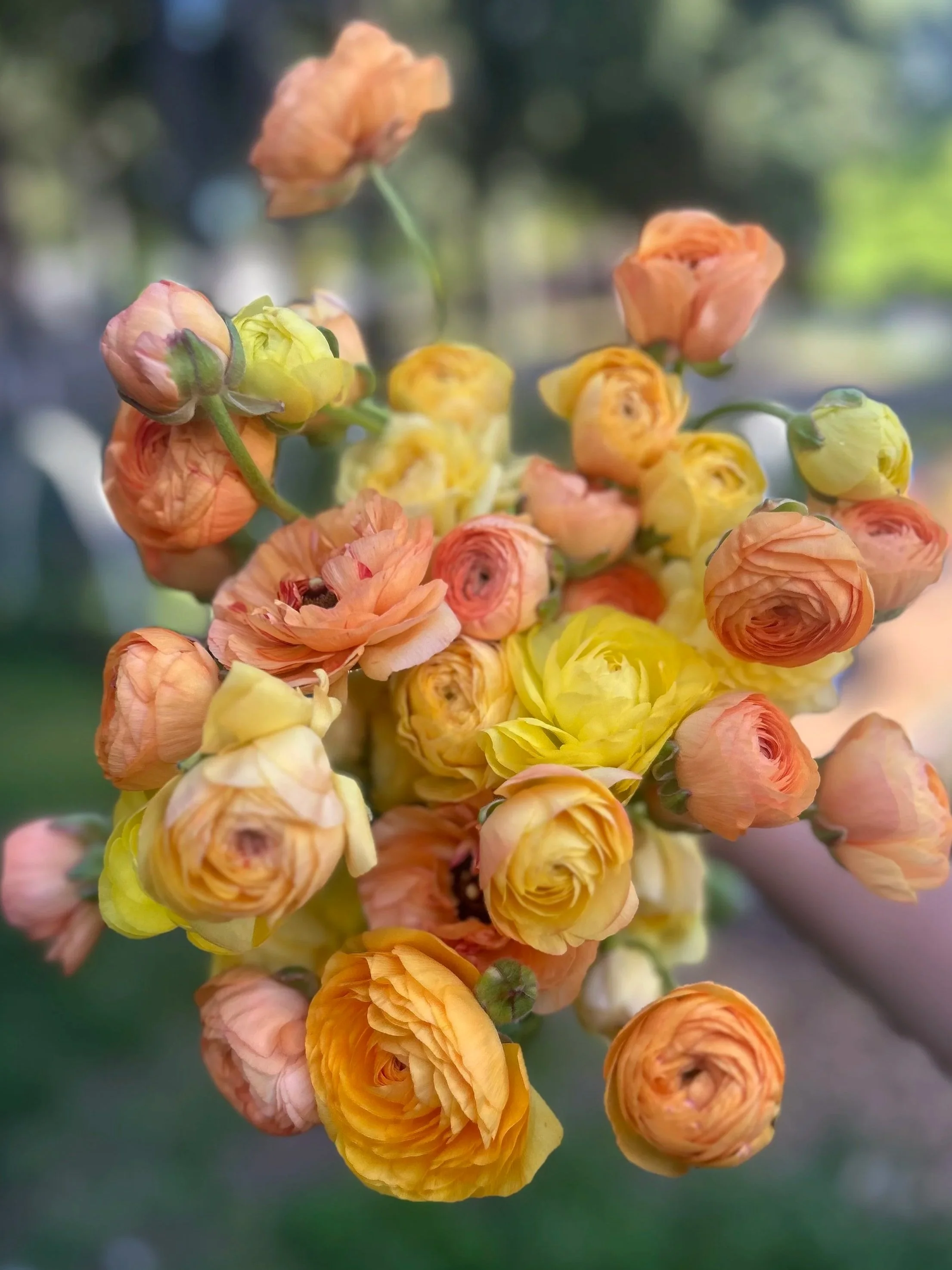 Amandine Pastel Lemon