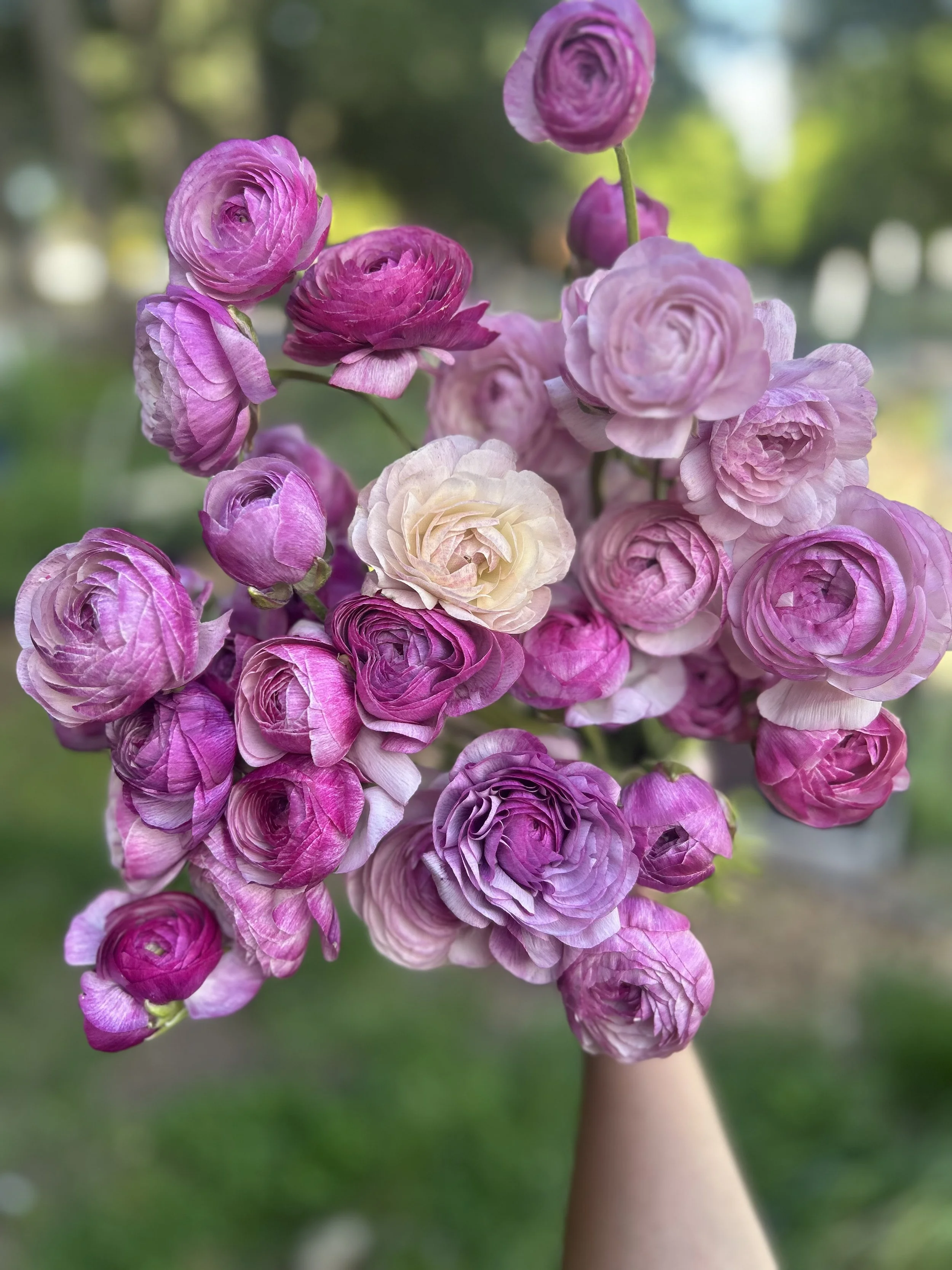 Amandine Purple Jean