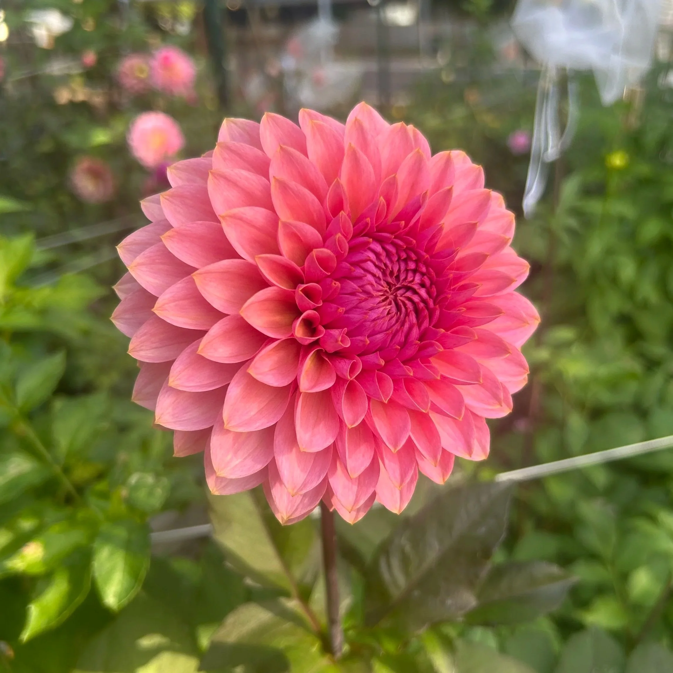 Sweet Sanne (Limit 1 per household)