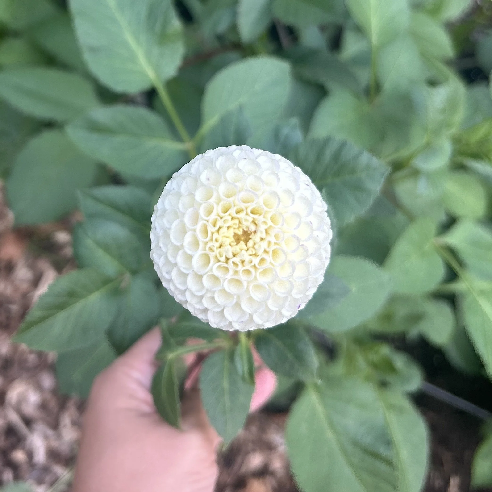 Bowen (Heirloom - Limit 1 per household)