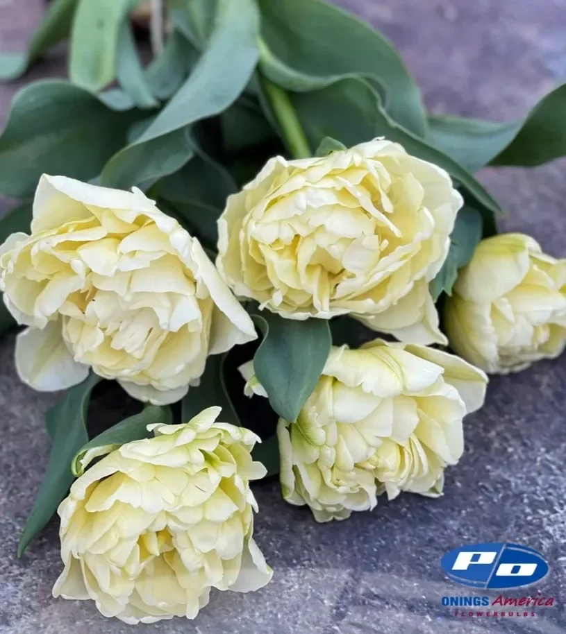 tulip-avant-gardd.webp