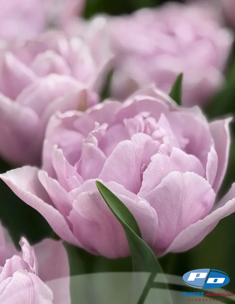 Katinka Tulip
