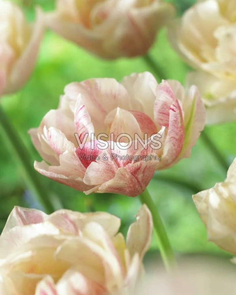 Silk Road Tulip
