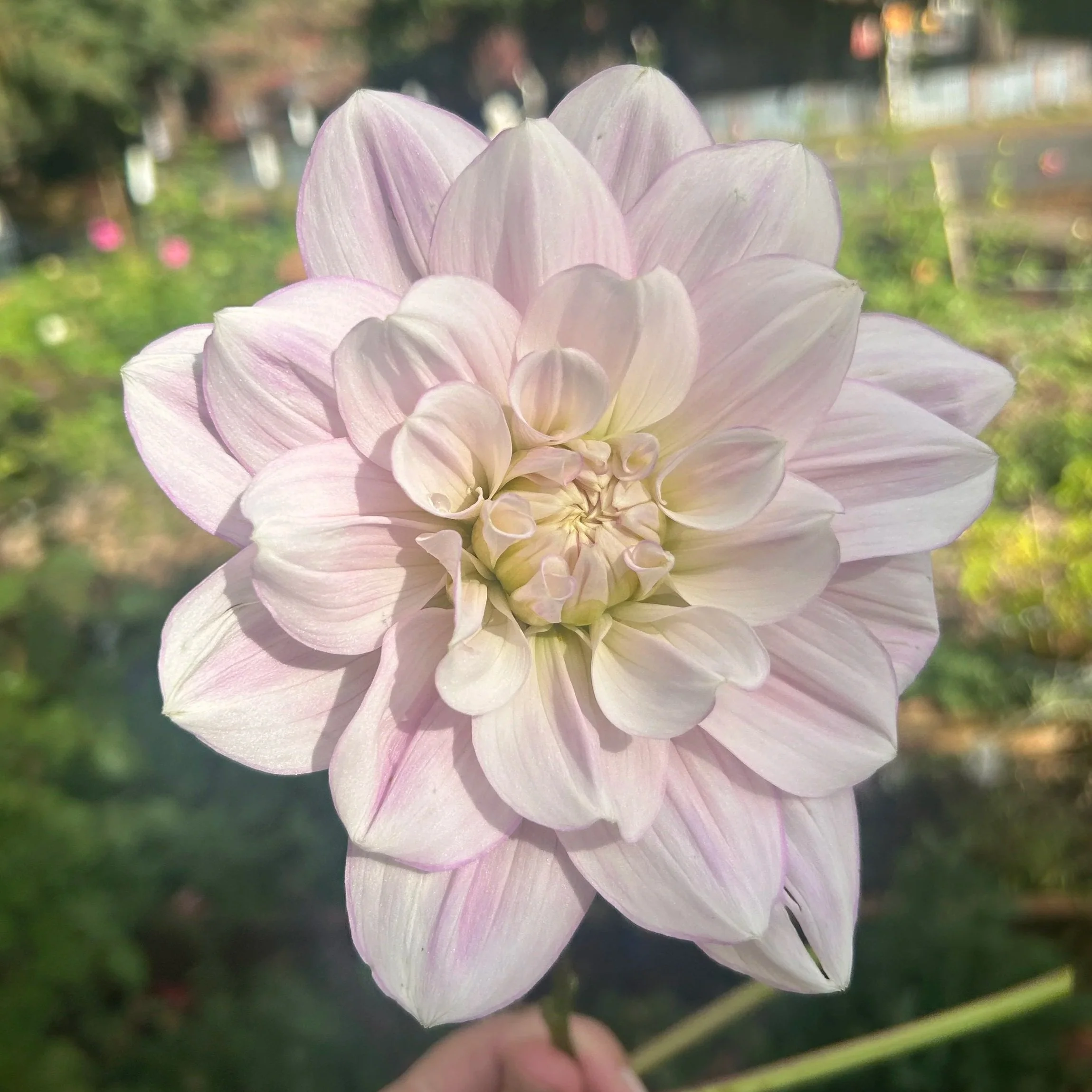 Randi Dawn (Limit 1 per household)