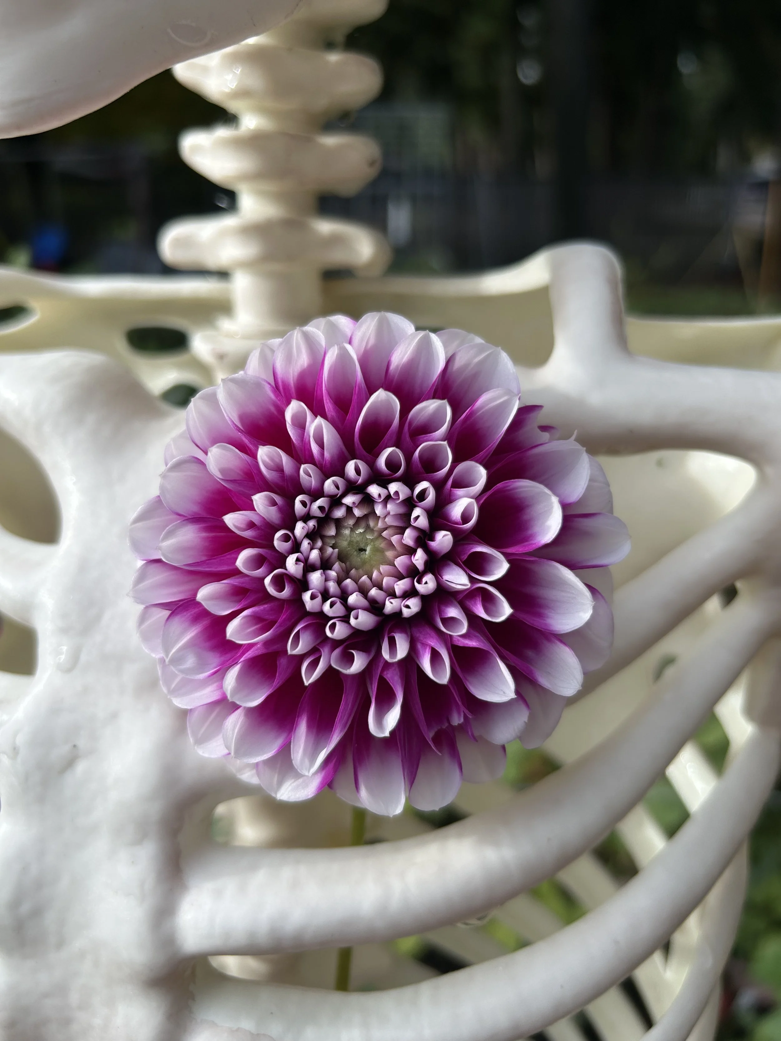 Edinburgh (Heirloom)