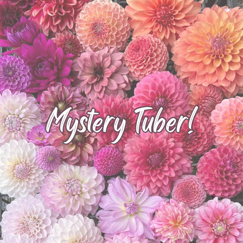 Mystery Tubers