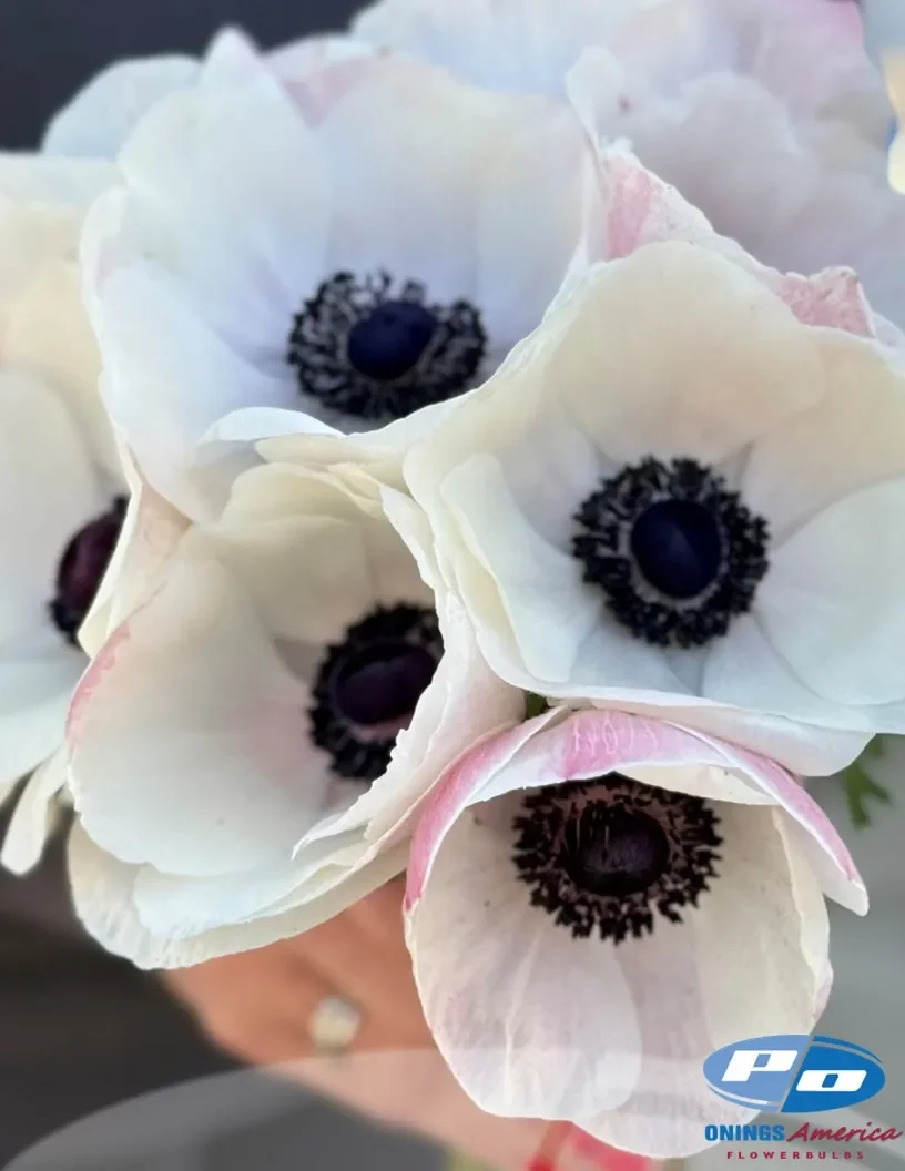 Panda Bianco Italian Mistral Plus Anemone