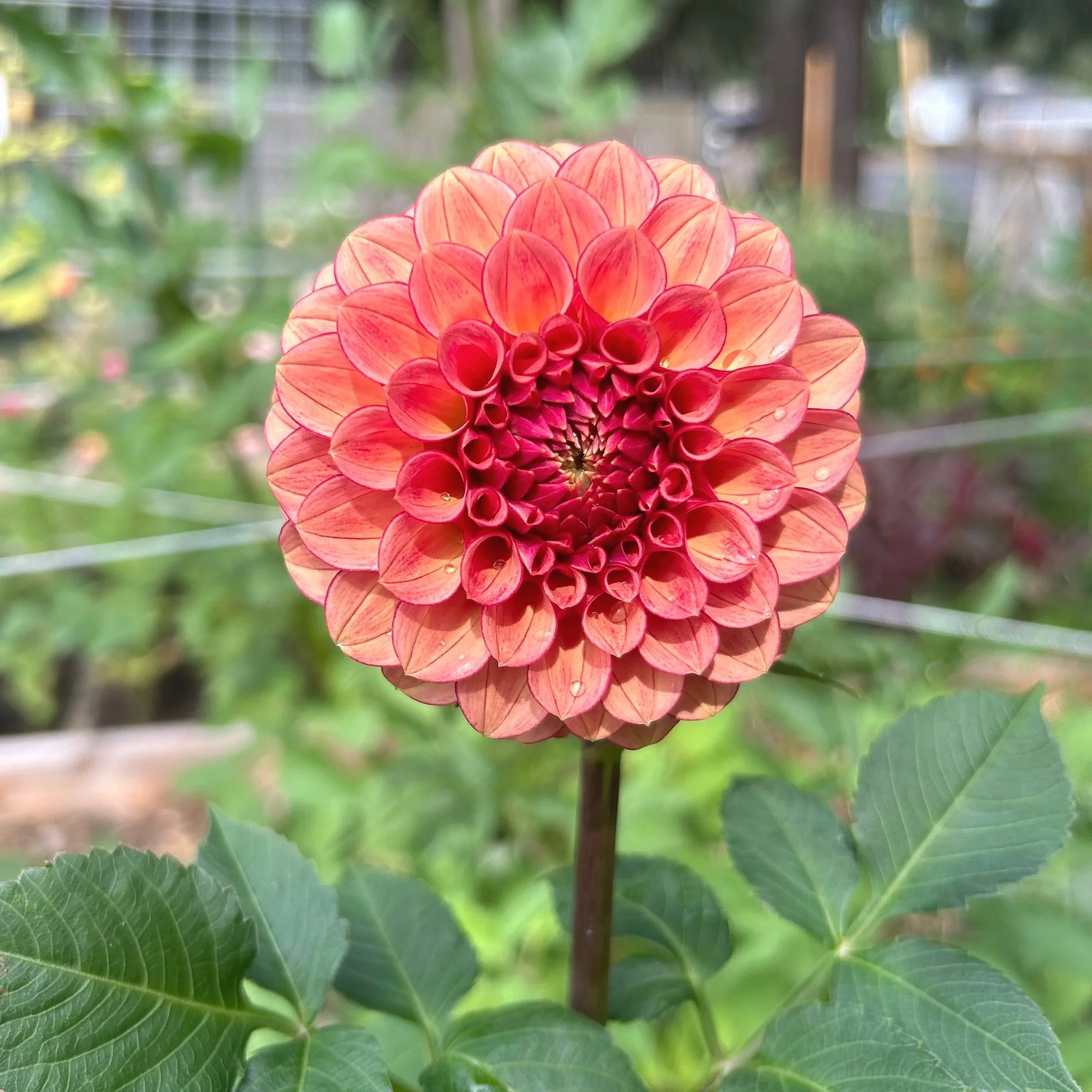 RM Cinnamon (Limit 1 per household)