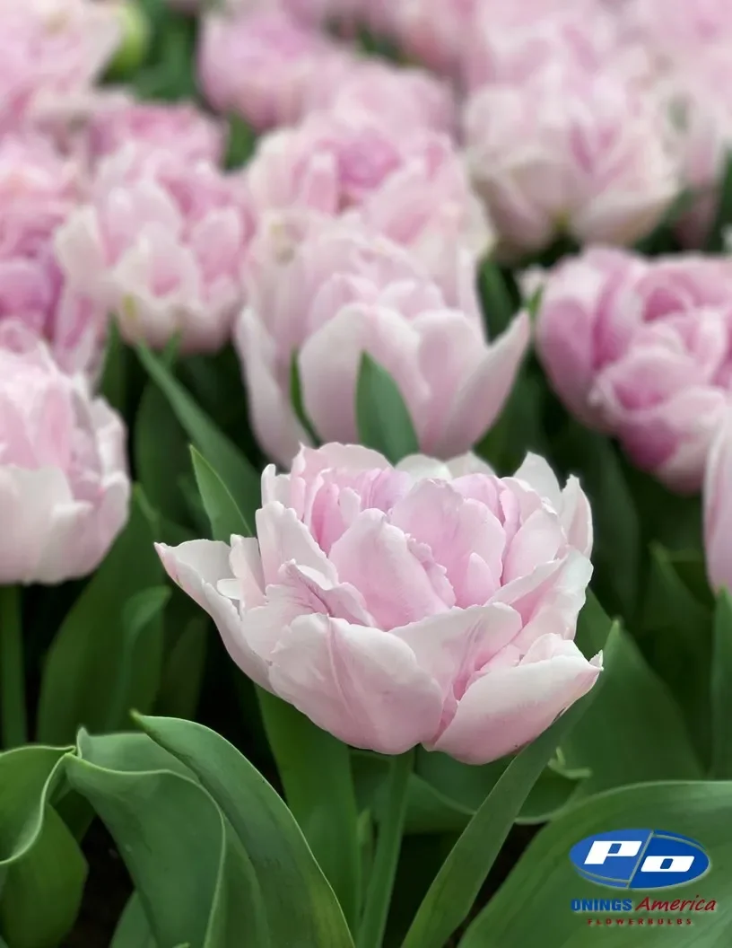 tulip-katinka-.webp