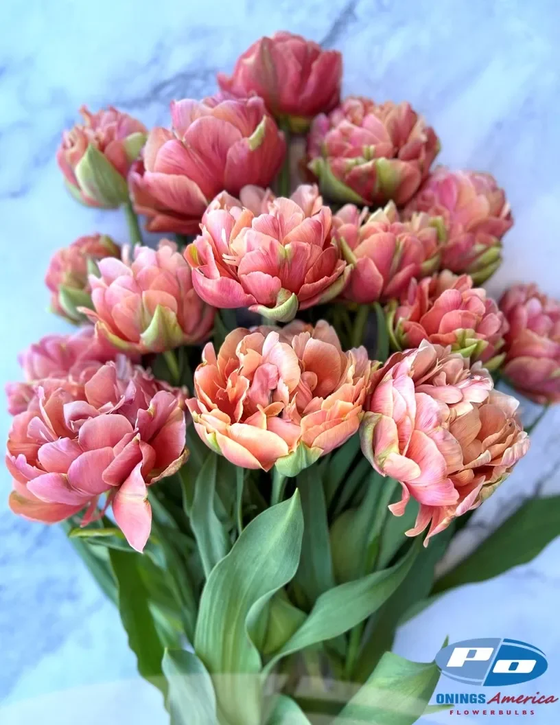 tulip-mcopper-image-blue.webp