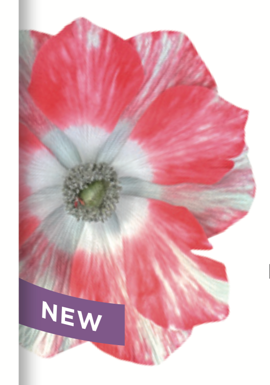 Tigre Salmon Mistral Anemone