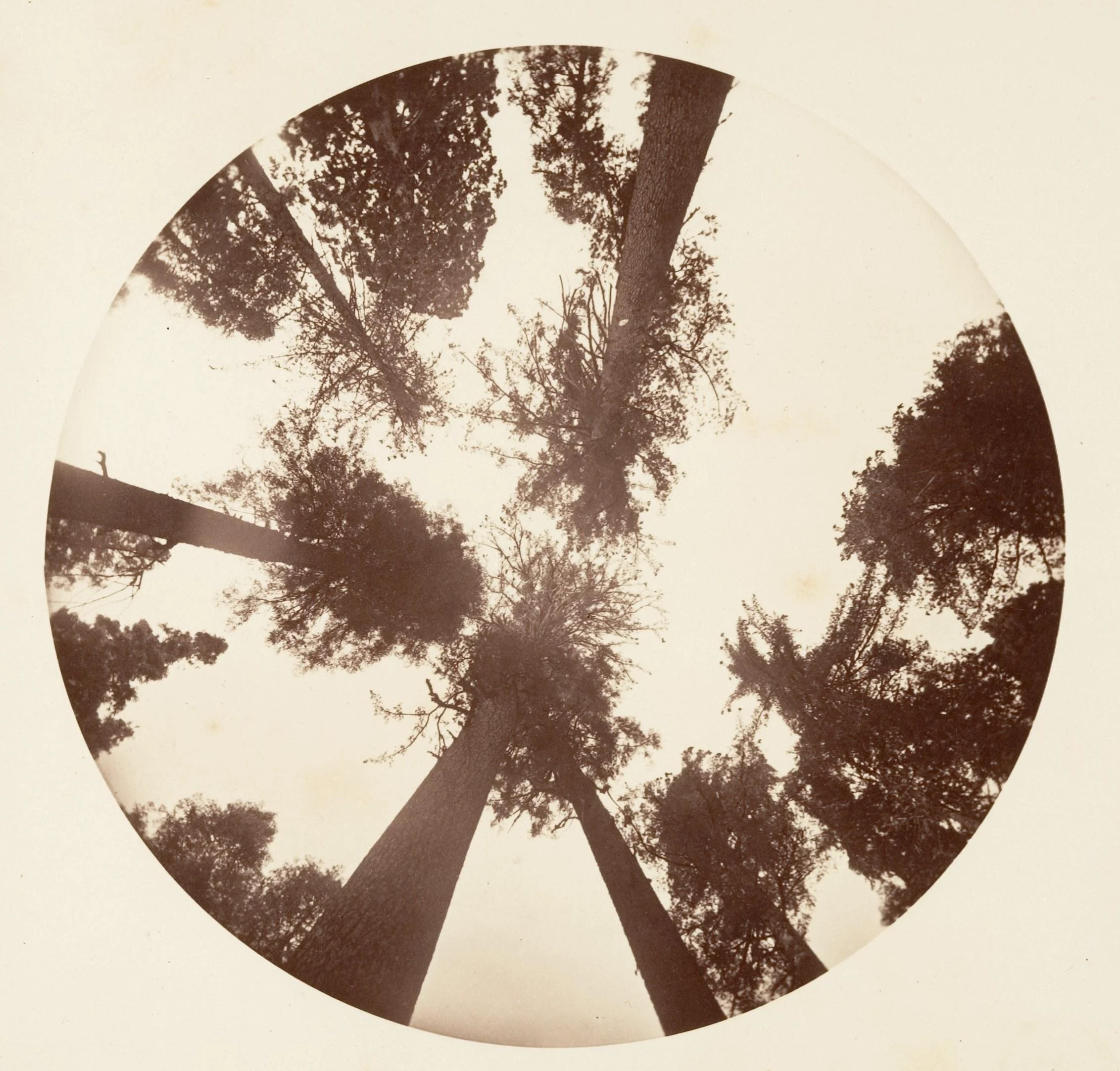 downloaded_image-67.jpeg