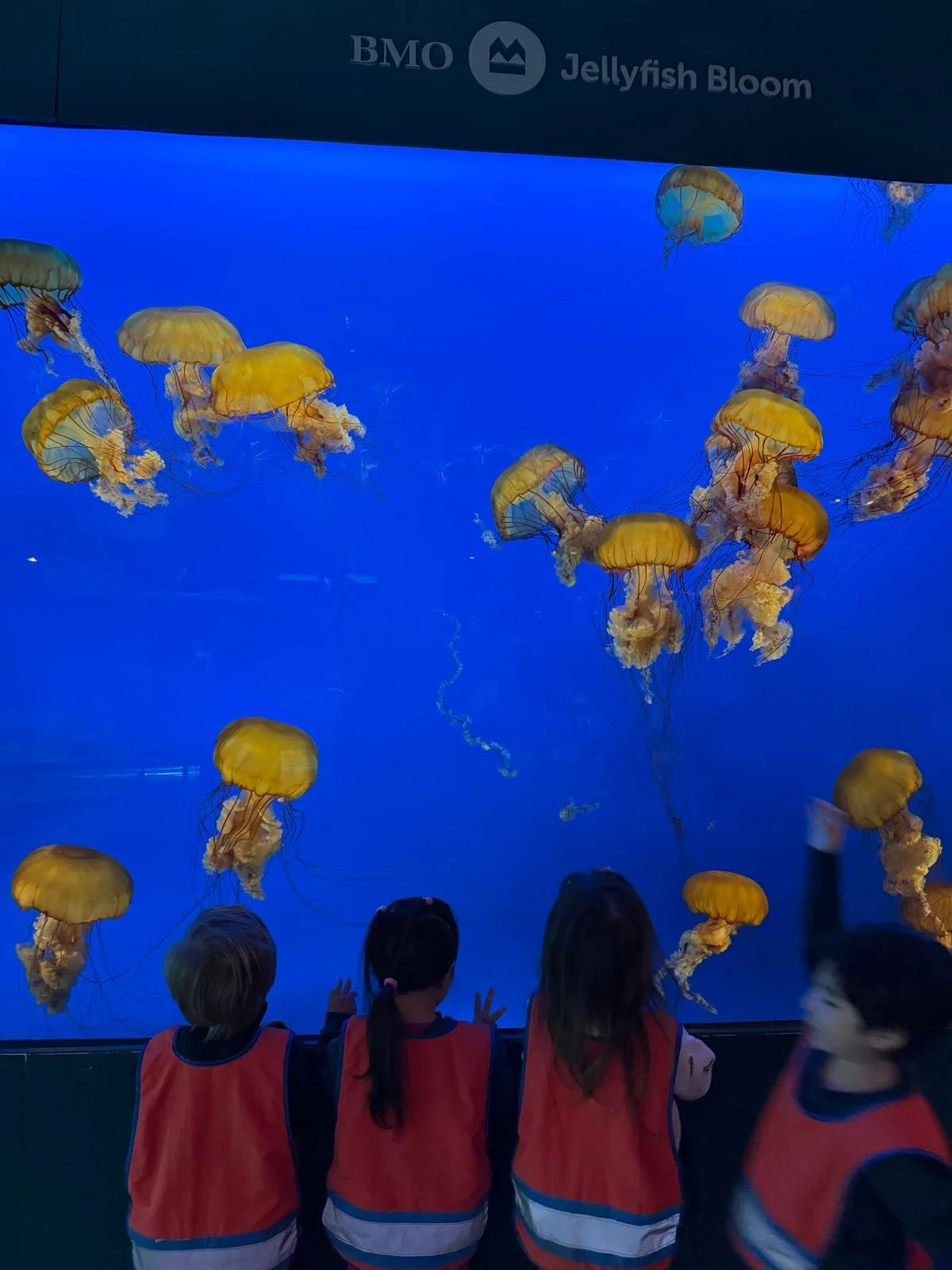 WhatsApp Image 2026-01-27 at 3.16.50 PM.jpeg