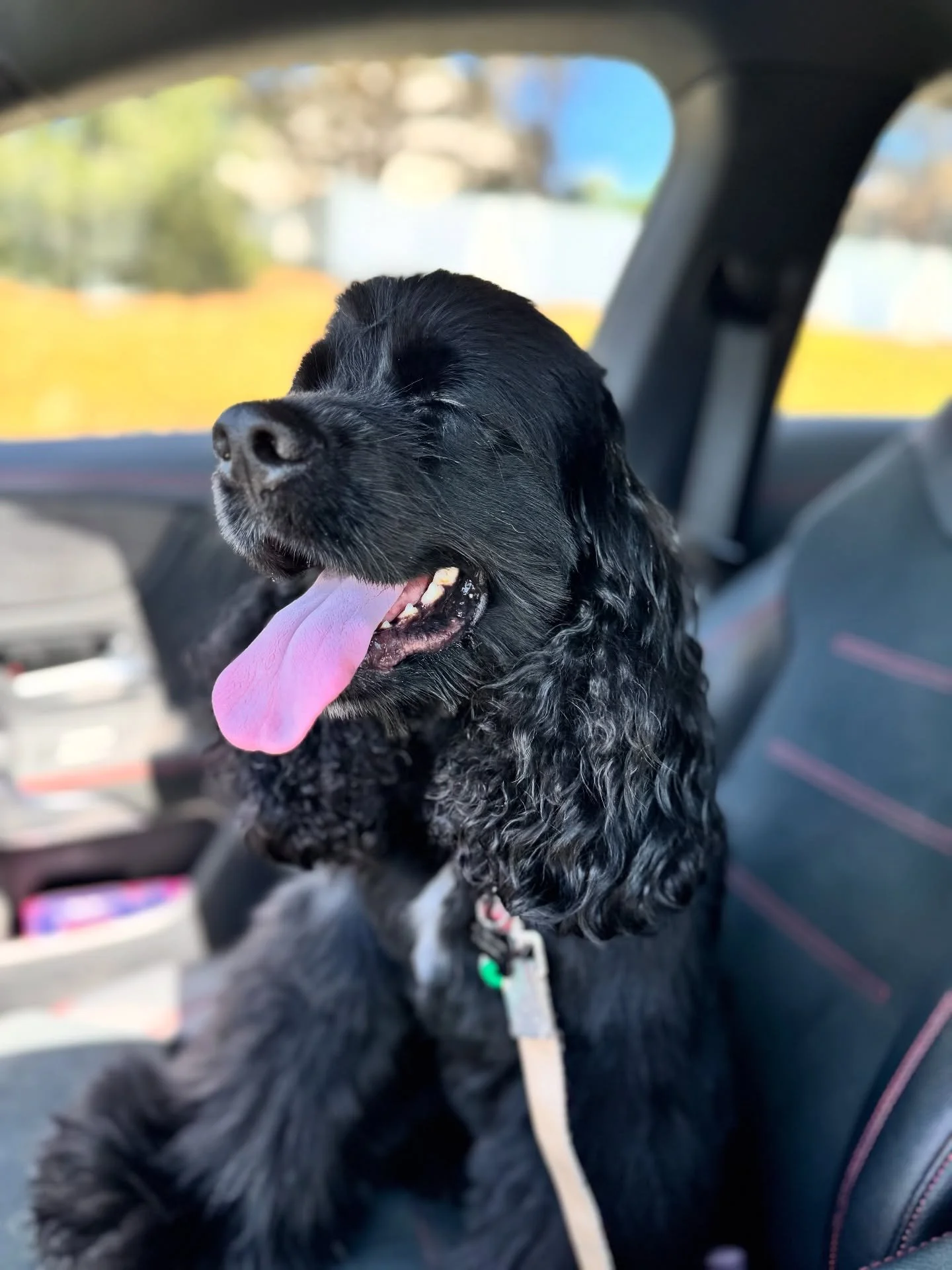 I took Bentley to the vet to get his comprehensive exam, and they said he&rsquo;s in EXCELLENT health!☺️you know why?? I pray for my dog everyday so of course he&rsquo;s in excellent health🙂&zwj;&harr;️&hellip;just gotta get a few behavioral issues 