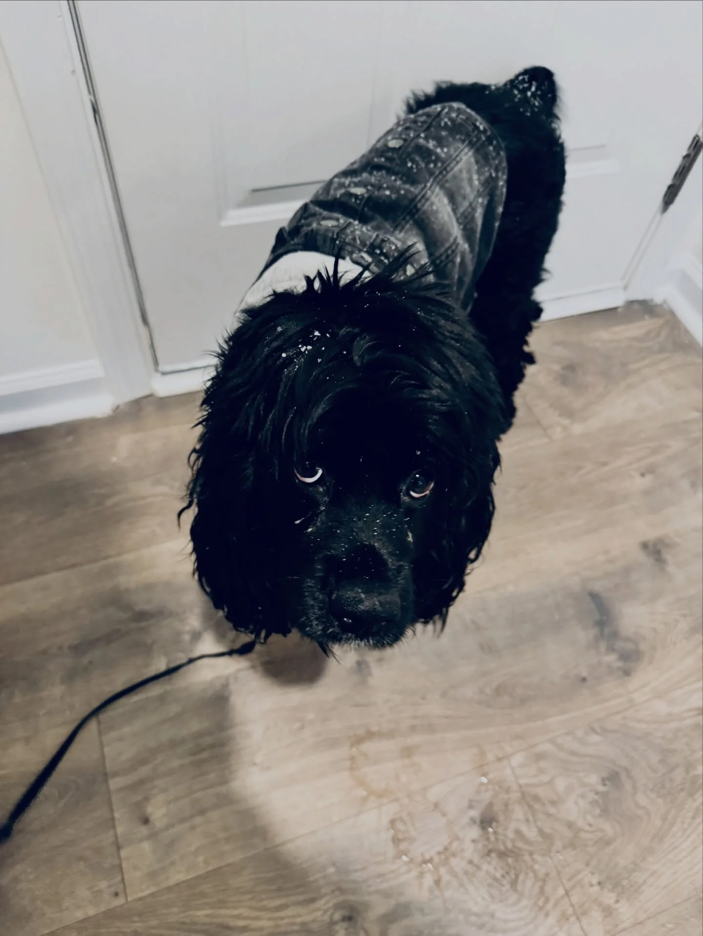 My precious pup Bentley does not like the snow🥹😅❄️🐕&zwj;🦺he had a snow beard and all😂❄️ #joyleanne #bentley #snowday #charlotte #explore