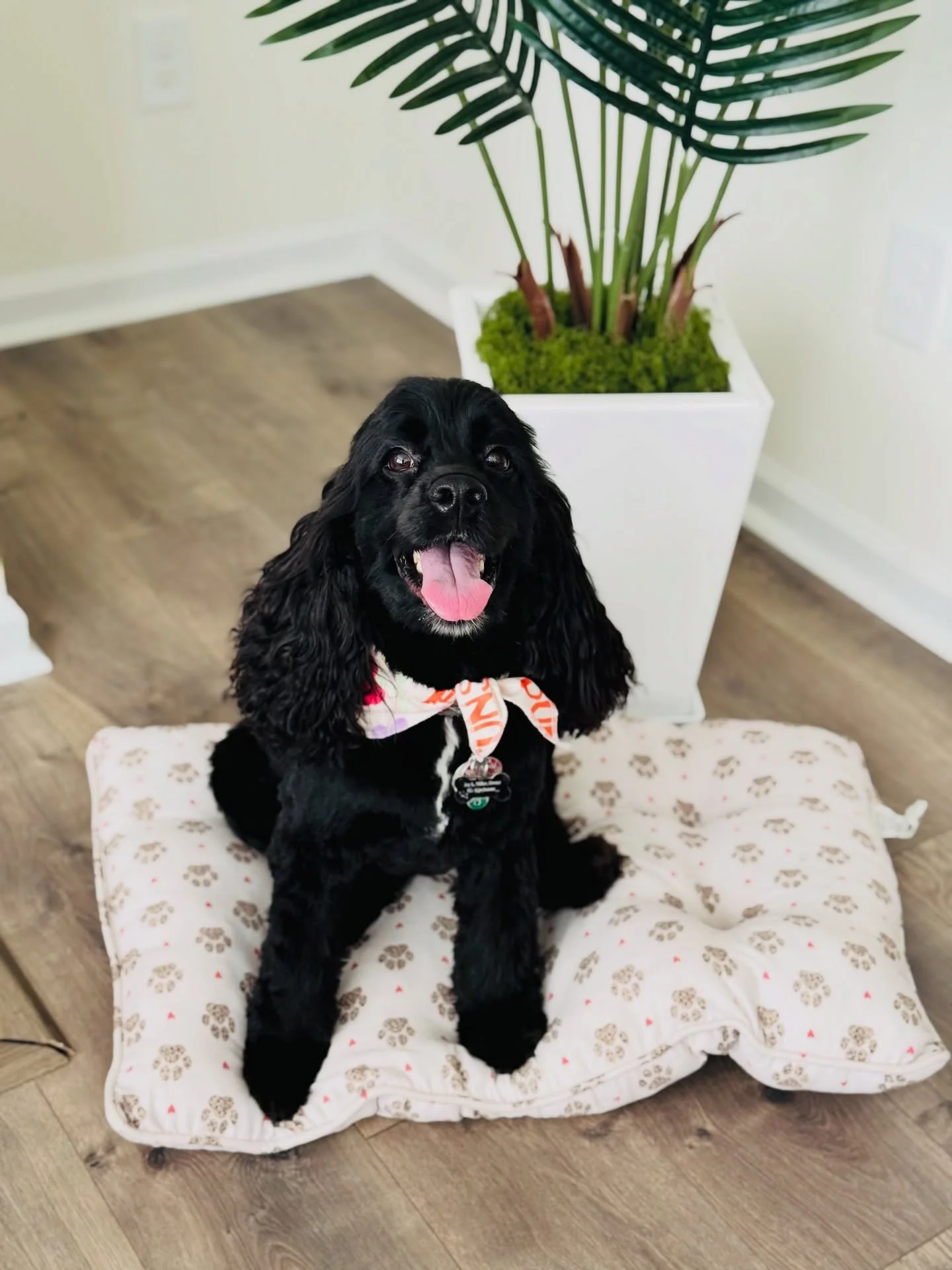 Petco absolutely loves my Bentley 😄☺️ he&rsquo;s so cute with his new Spring cut and @petco bandana🐾🐕&zwj;🦺🥰
#thatsmydog #cockapoolove #bentley #joyleanne #petcogrooming
