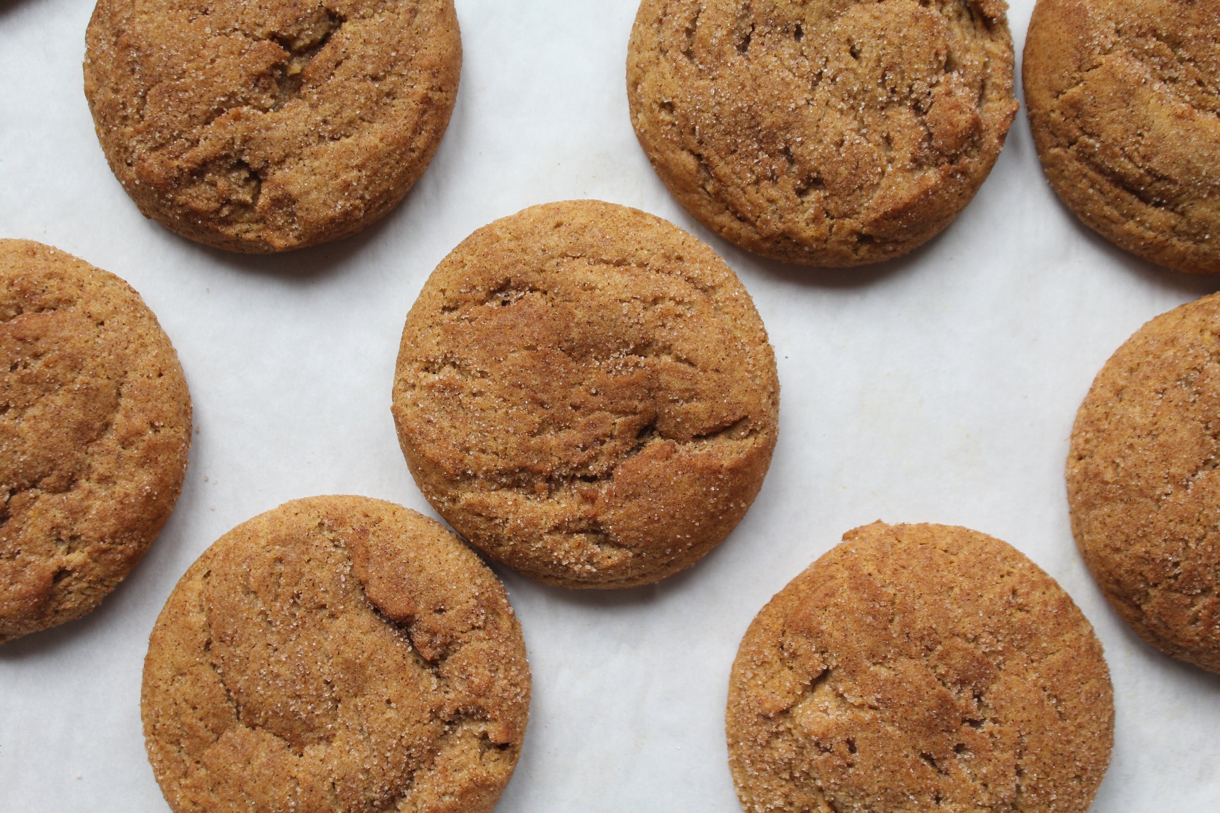 Pumokin Snickerdoodle Zoom.JPG