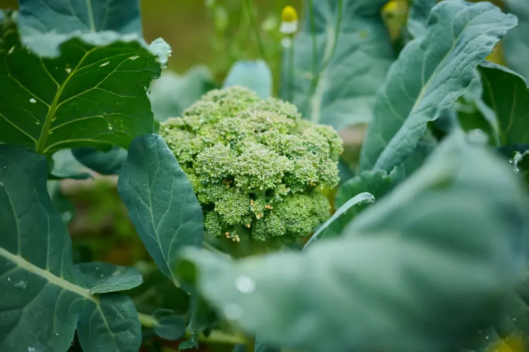 Close-up of broccoli plant with green broccoli head and large green leaves.