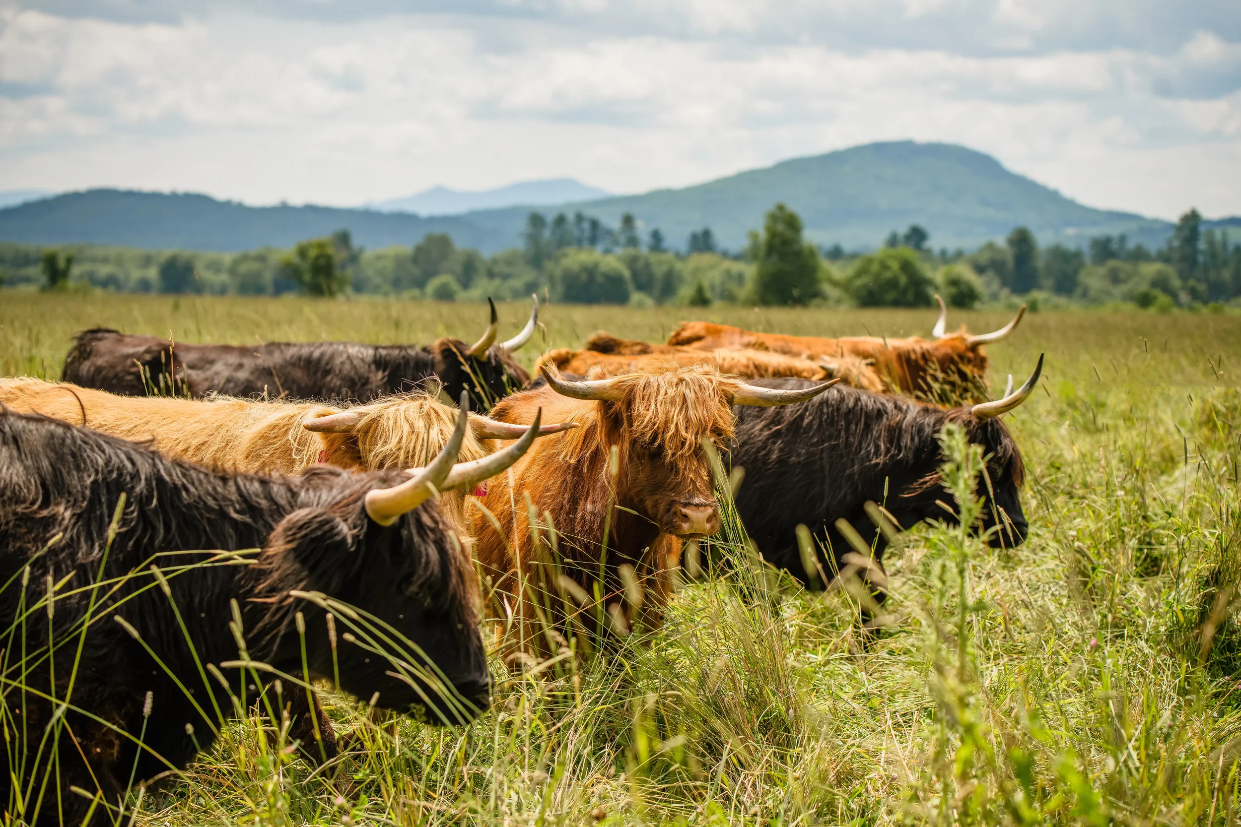 A herd of Longhorn cattle grazing in a grassy field with mountains in the background under a cloudy sky.