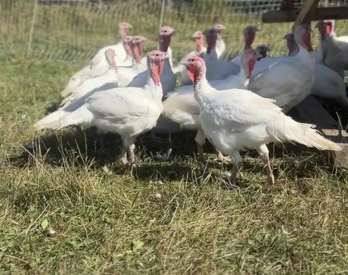 Holiday Turkey | Pre-order