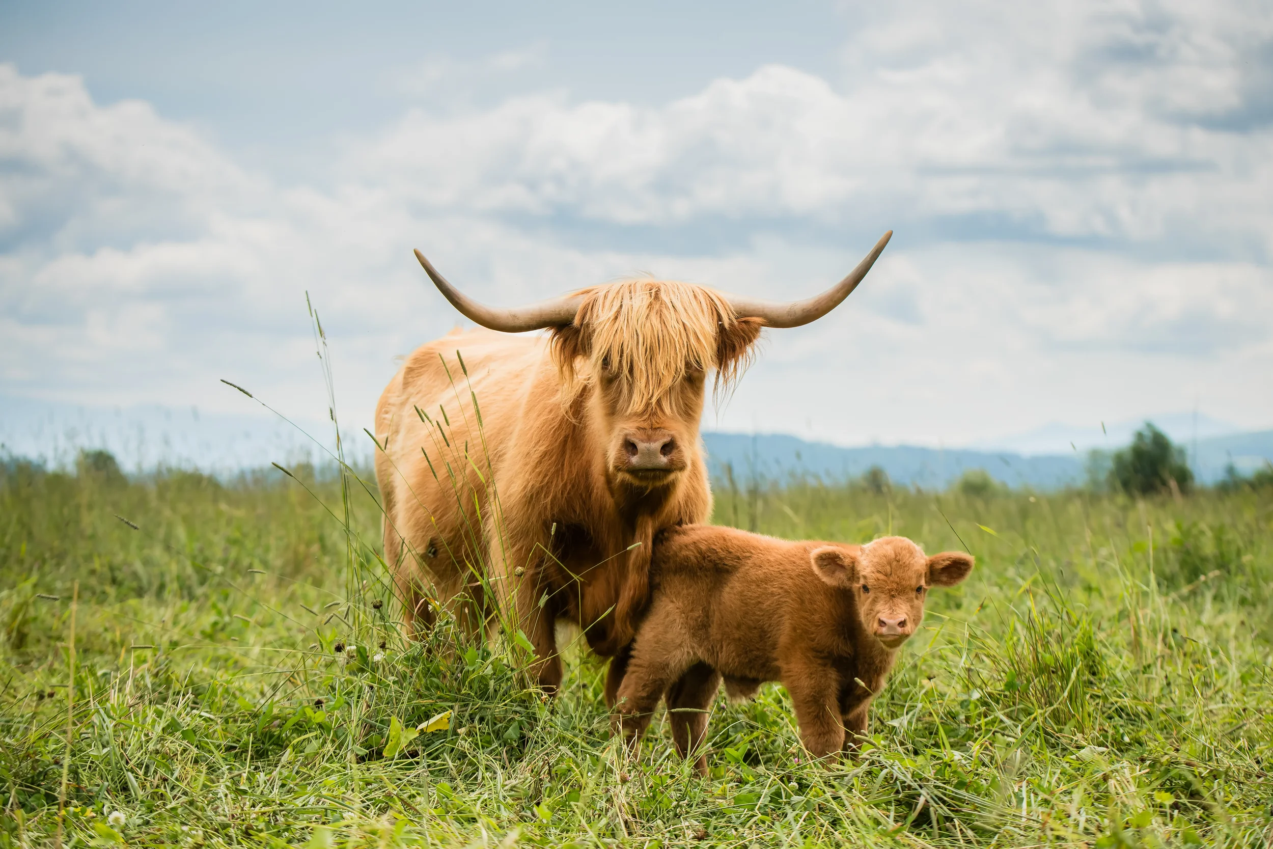 A Highland cow and her calf in a grassy field with trees and hills in the distance, under a partly cloudy sky.