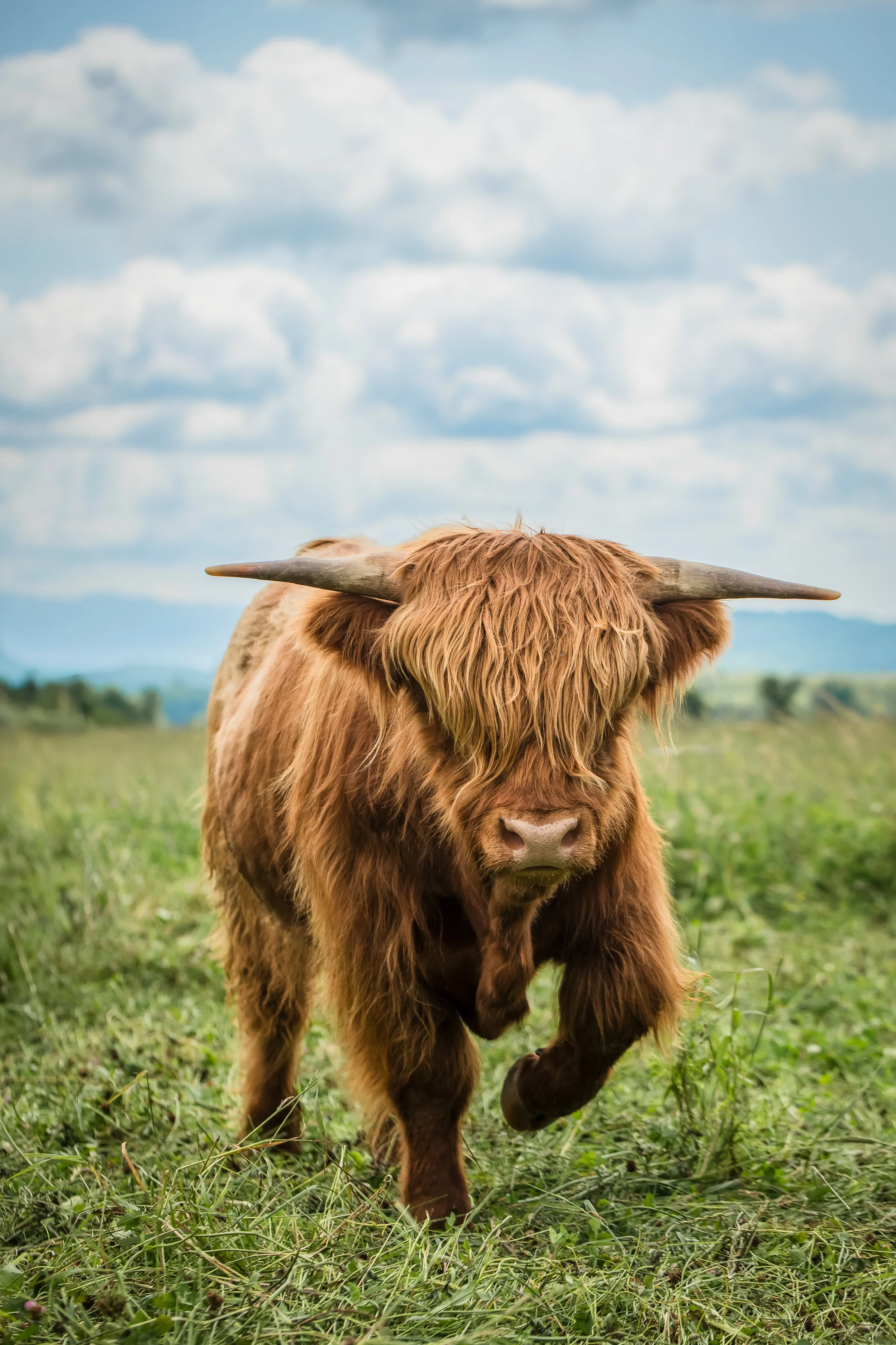 A Highland cow with long reddish-brown hair and large horns walking in a grassy field under a partly cloudy sky.