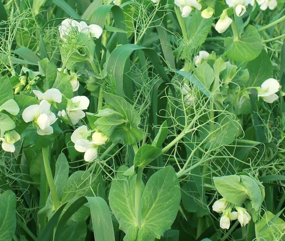 Cover Cropping and Pasture Conversion