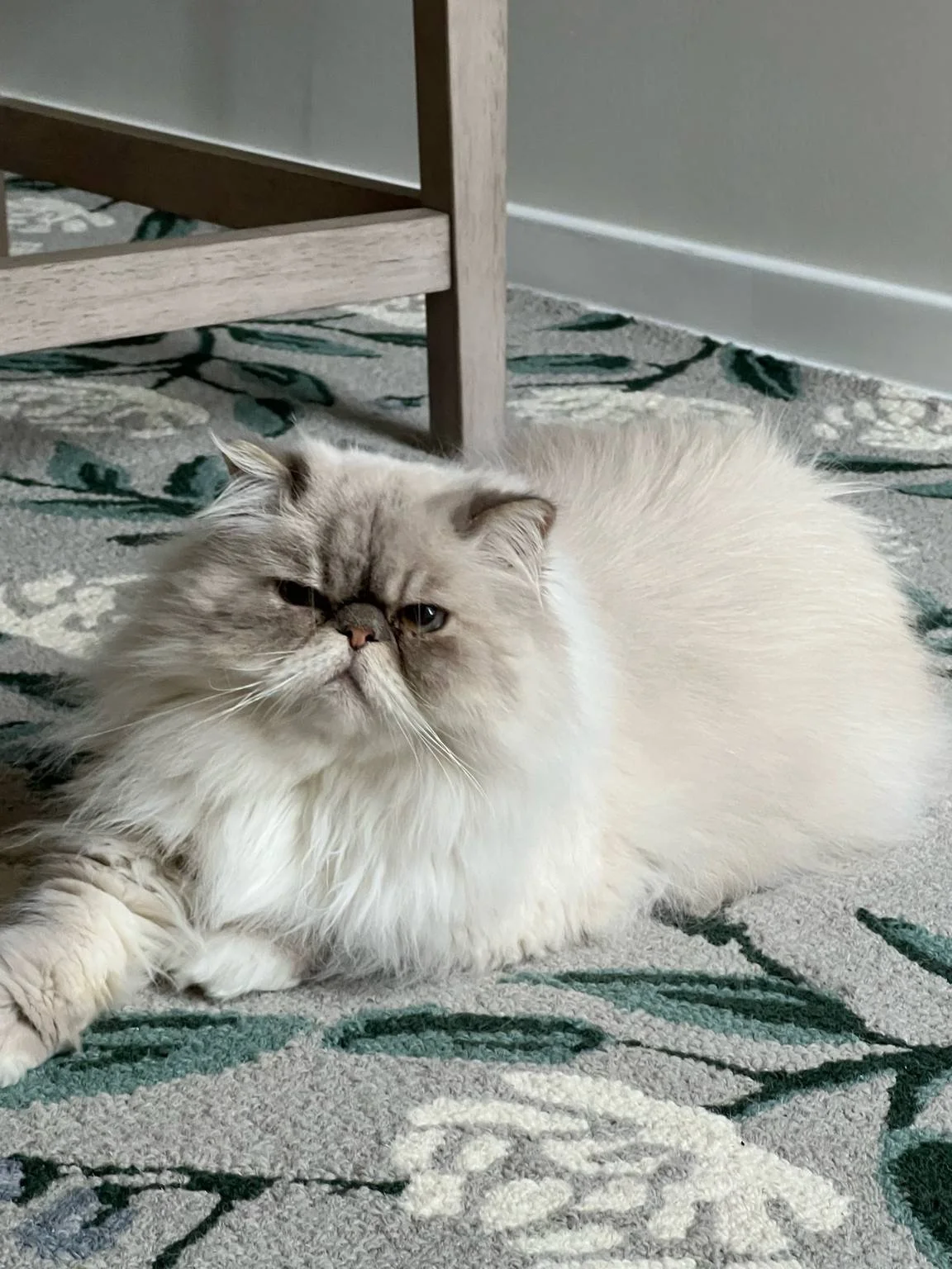 A fluffy white Himalayan cat with a flat face sitting on a floral rug under a desk.