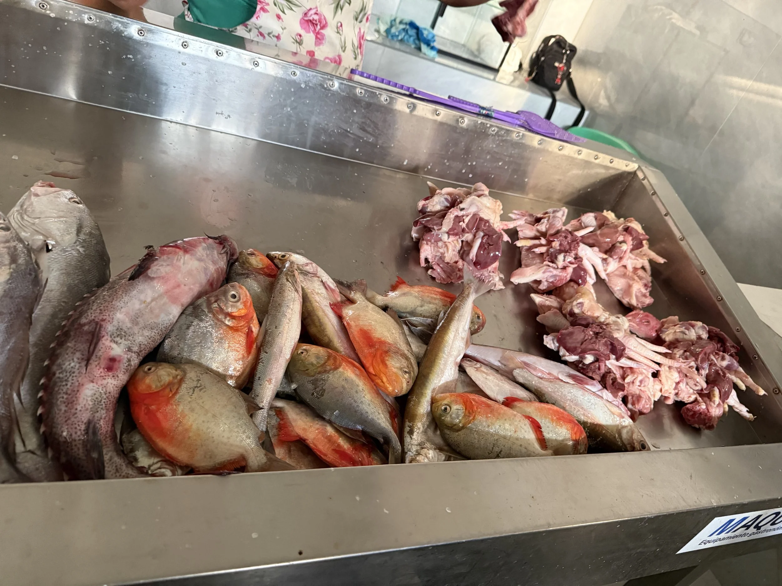 Piranha and other fish.