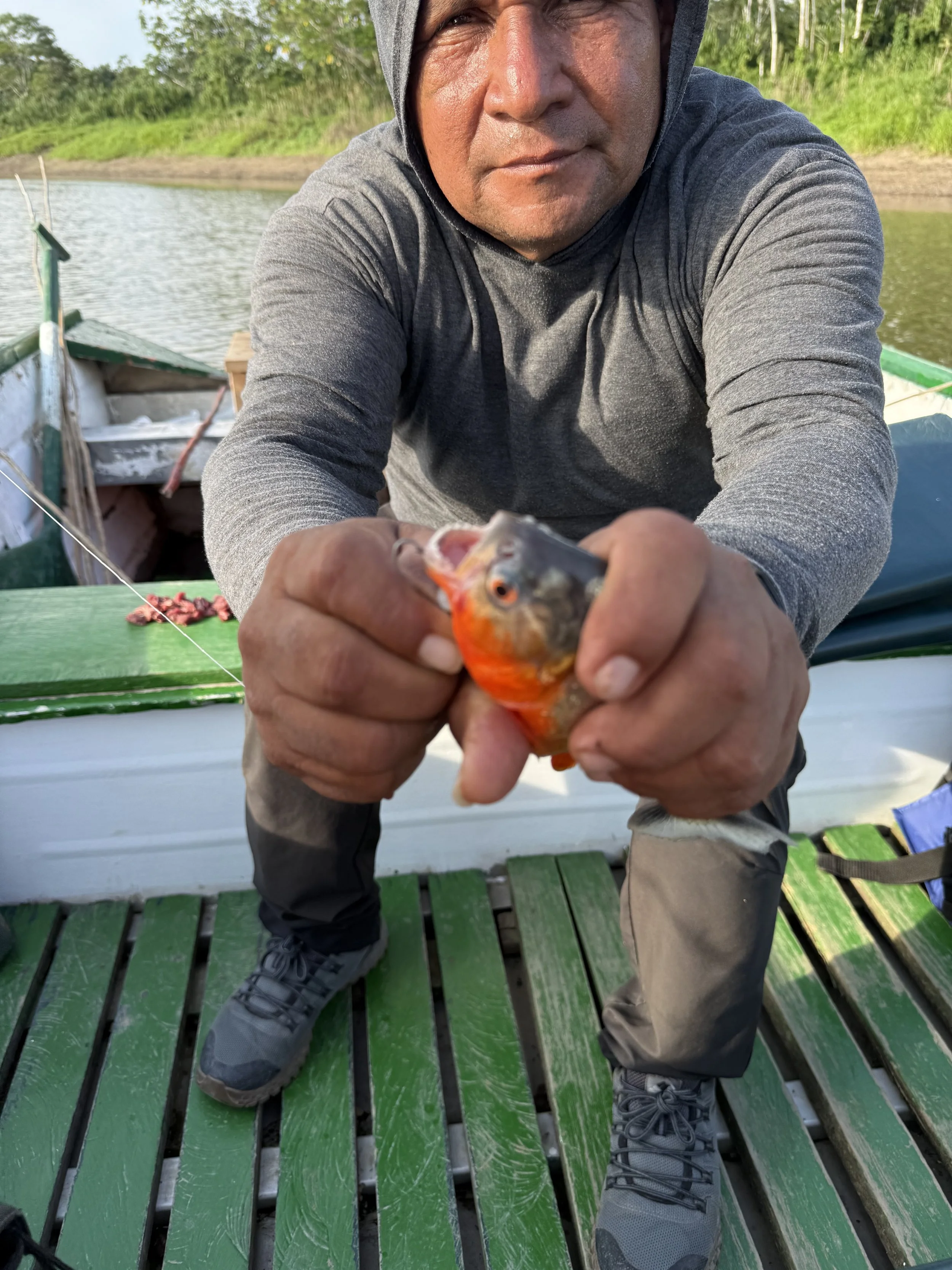 Piranha with hook taken out