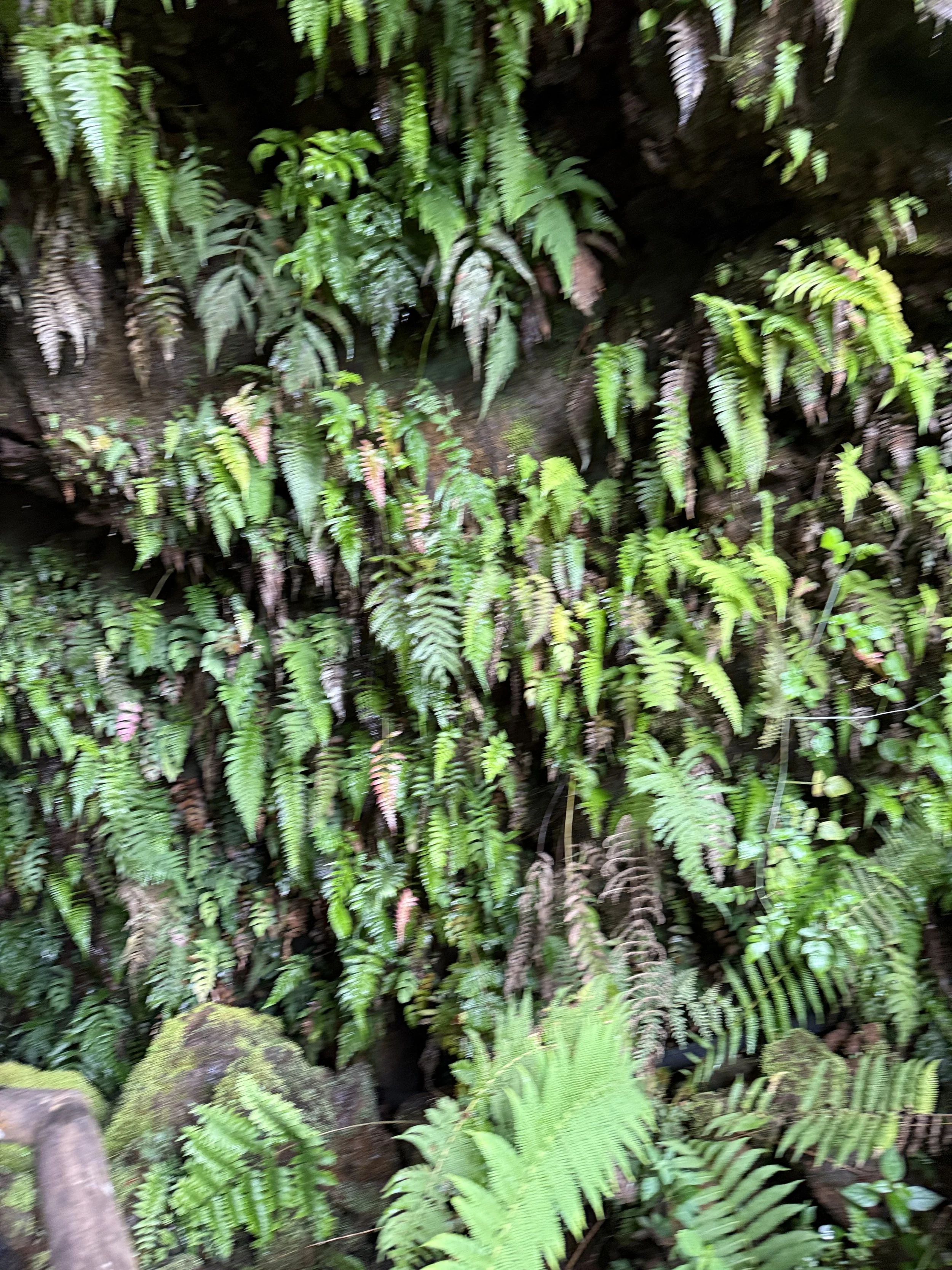 Plant life at entrance