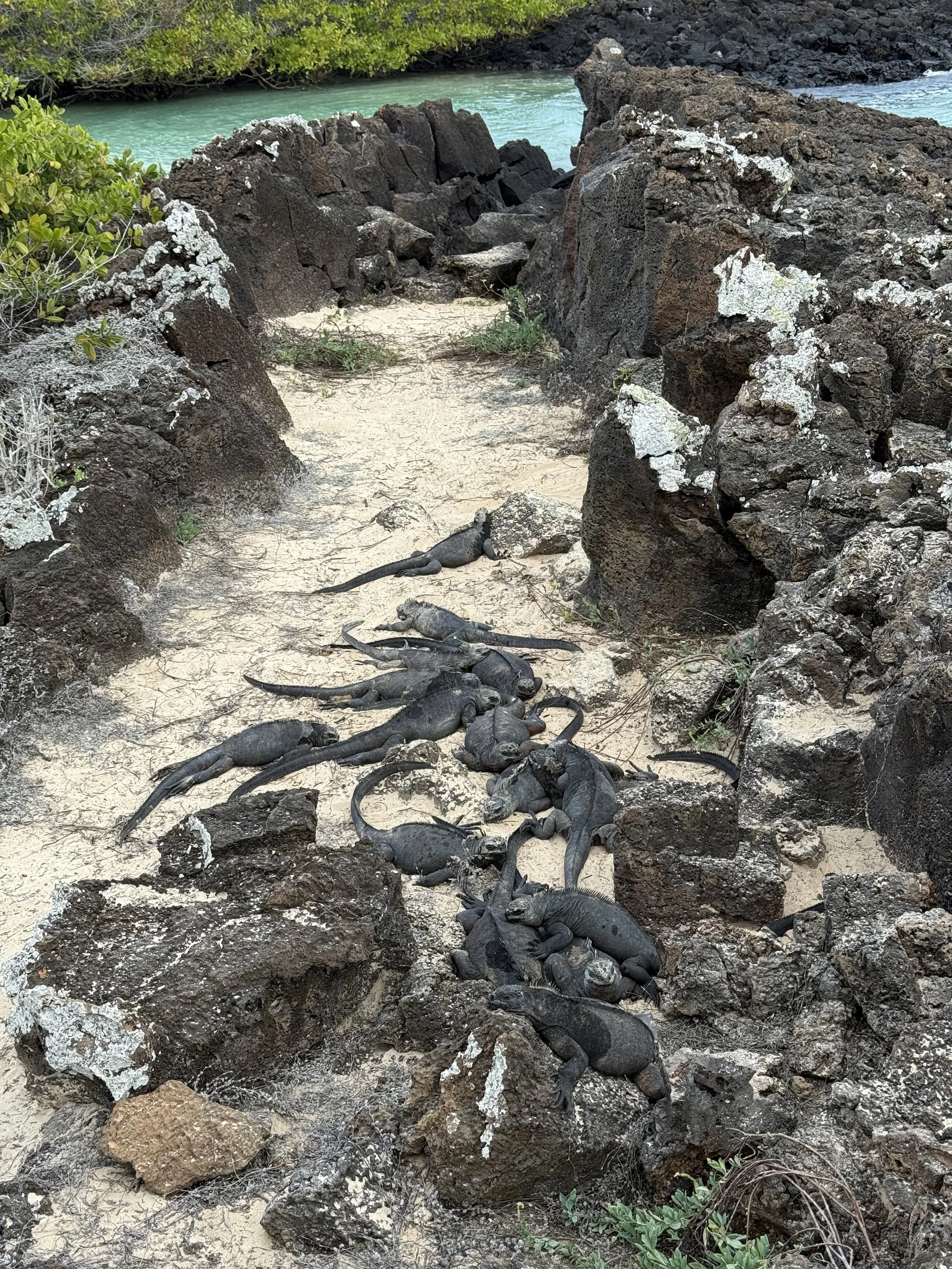 A "mess" of iguanas.