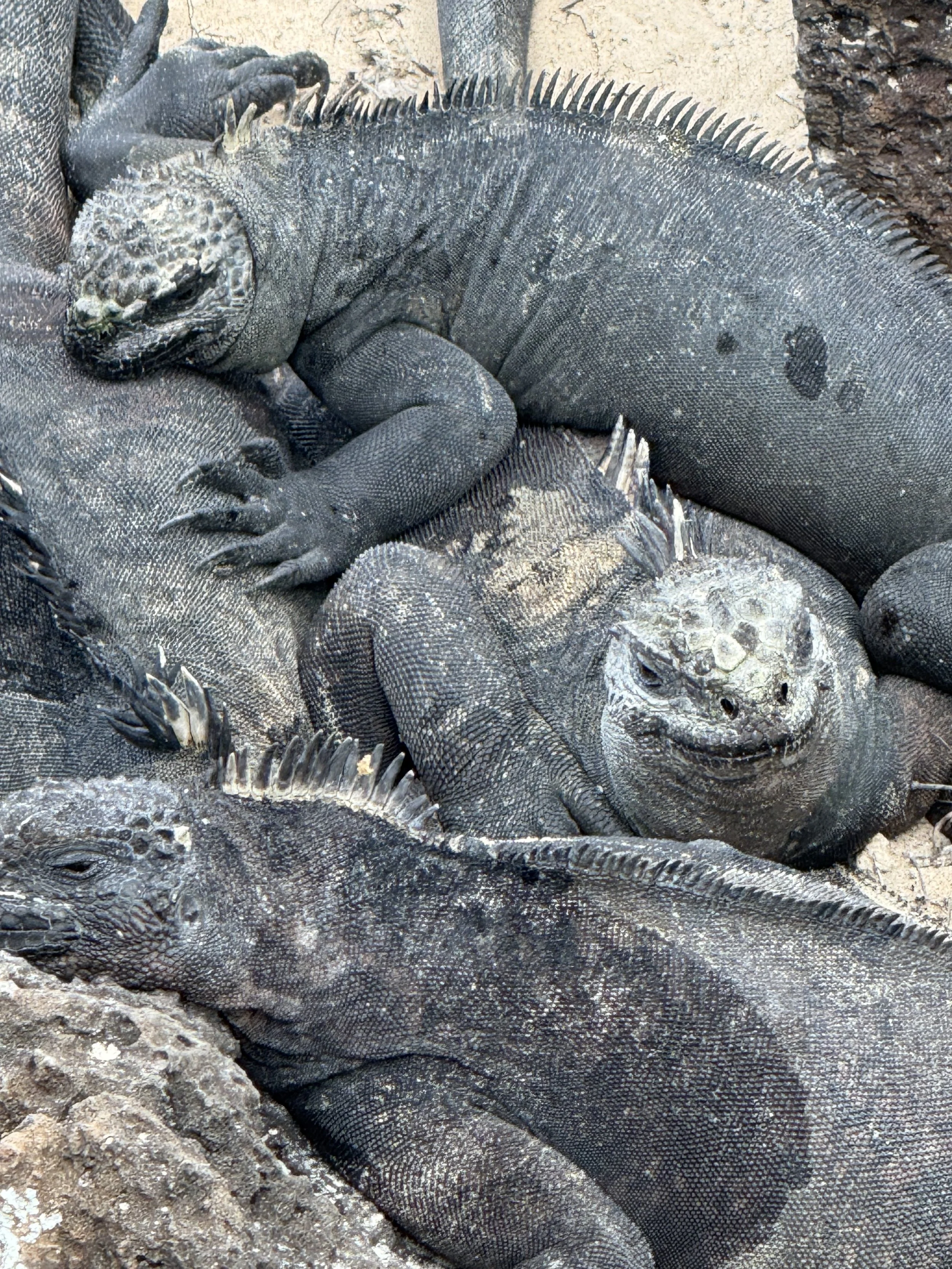Closeup view of their Godzilla faces!