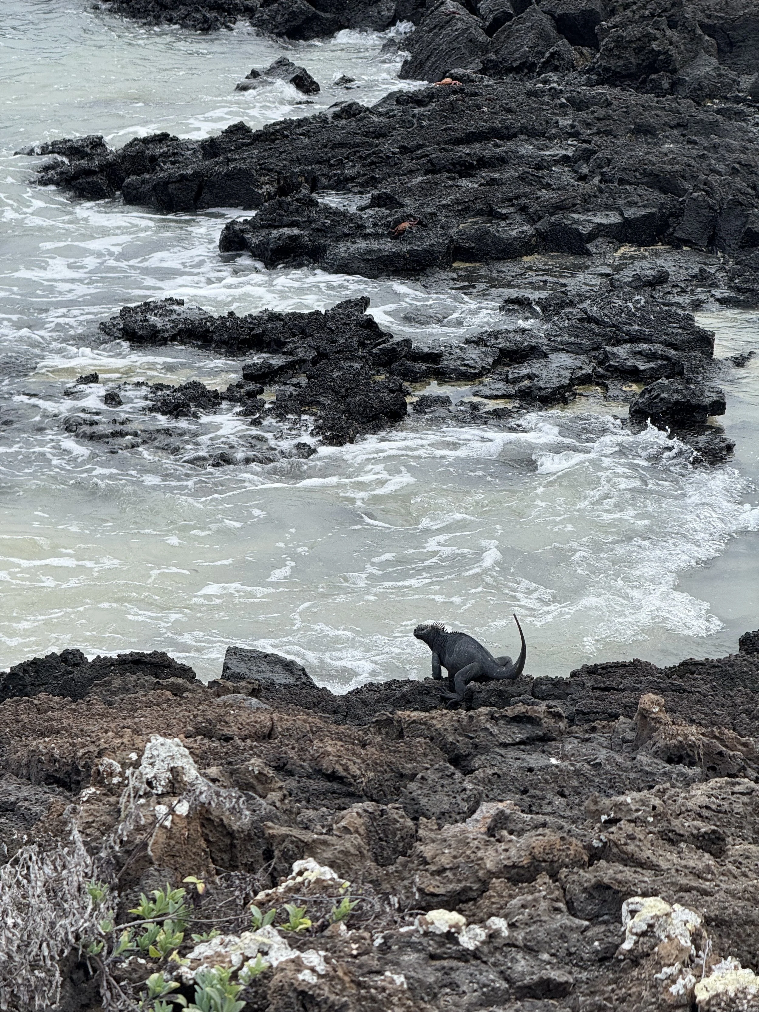 Iguana ready to jump in the water.