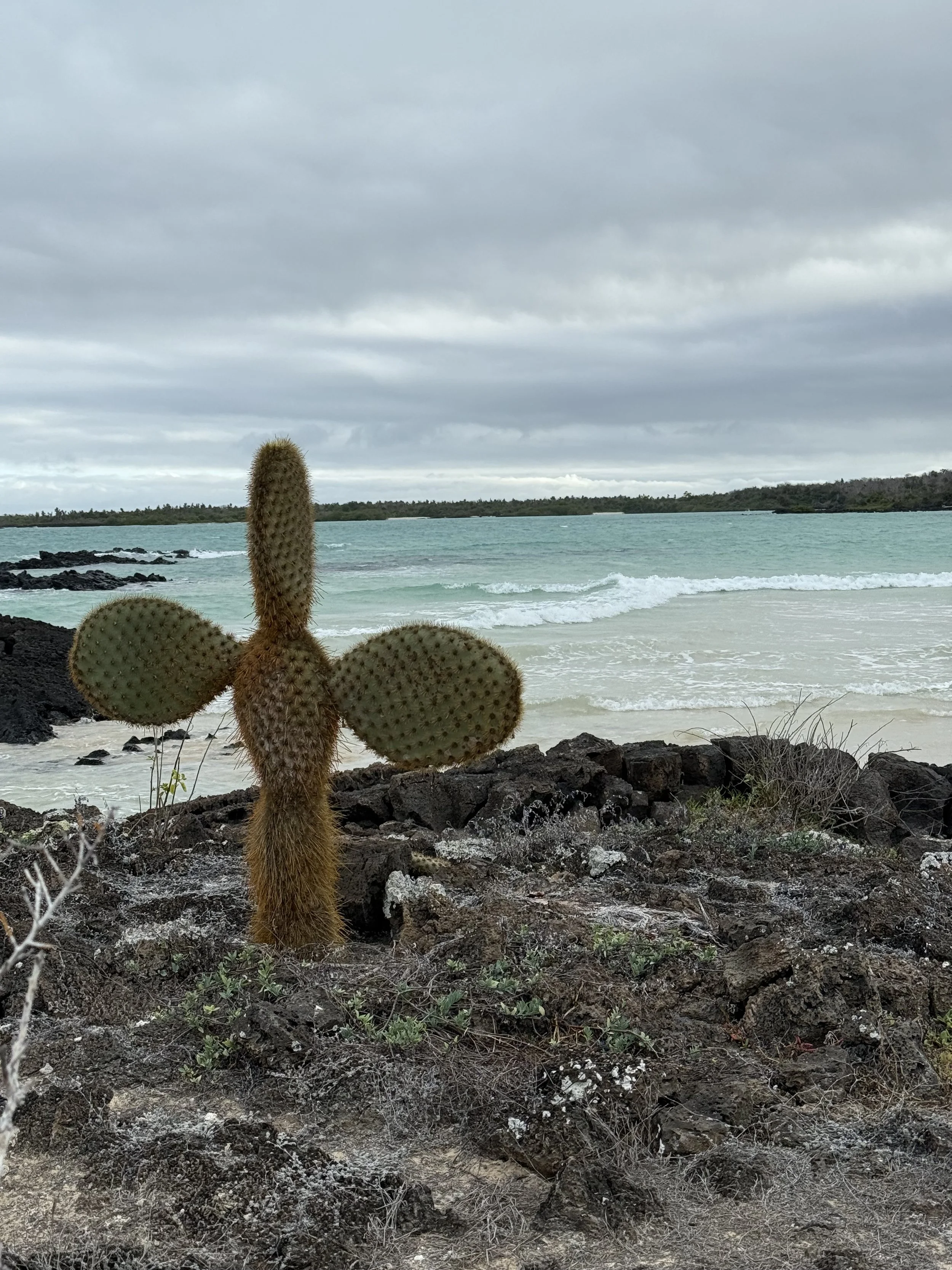 Young Prickly Pear cactus.