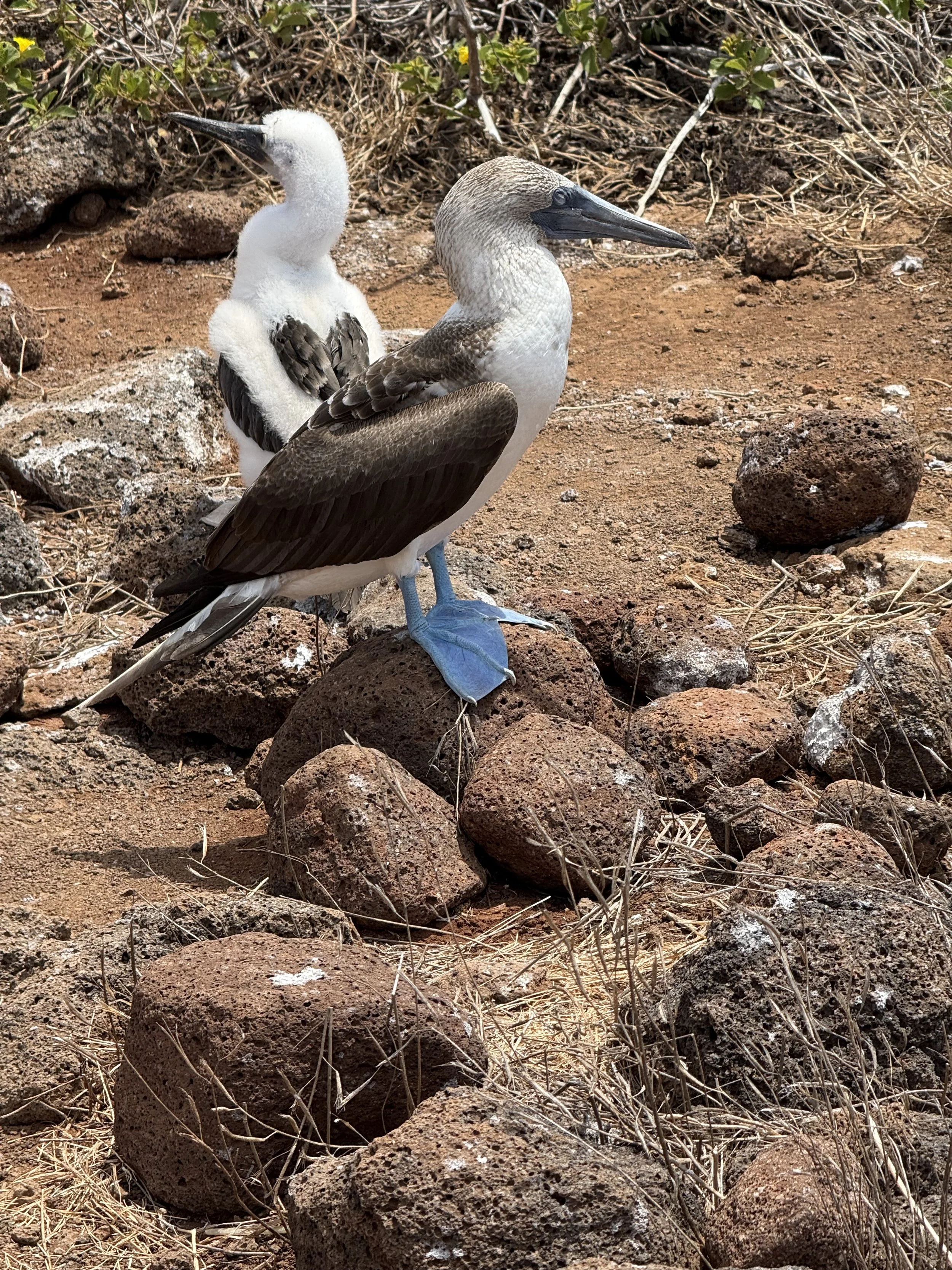 Blue footed boobie