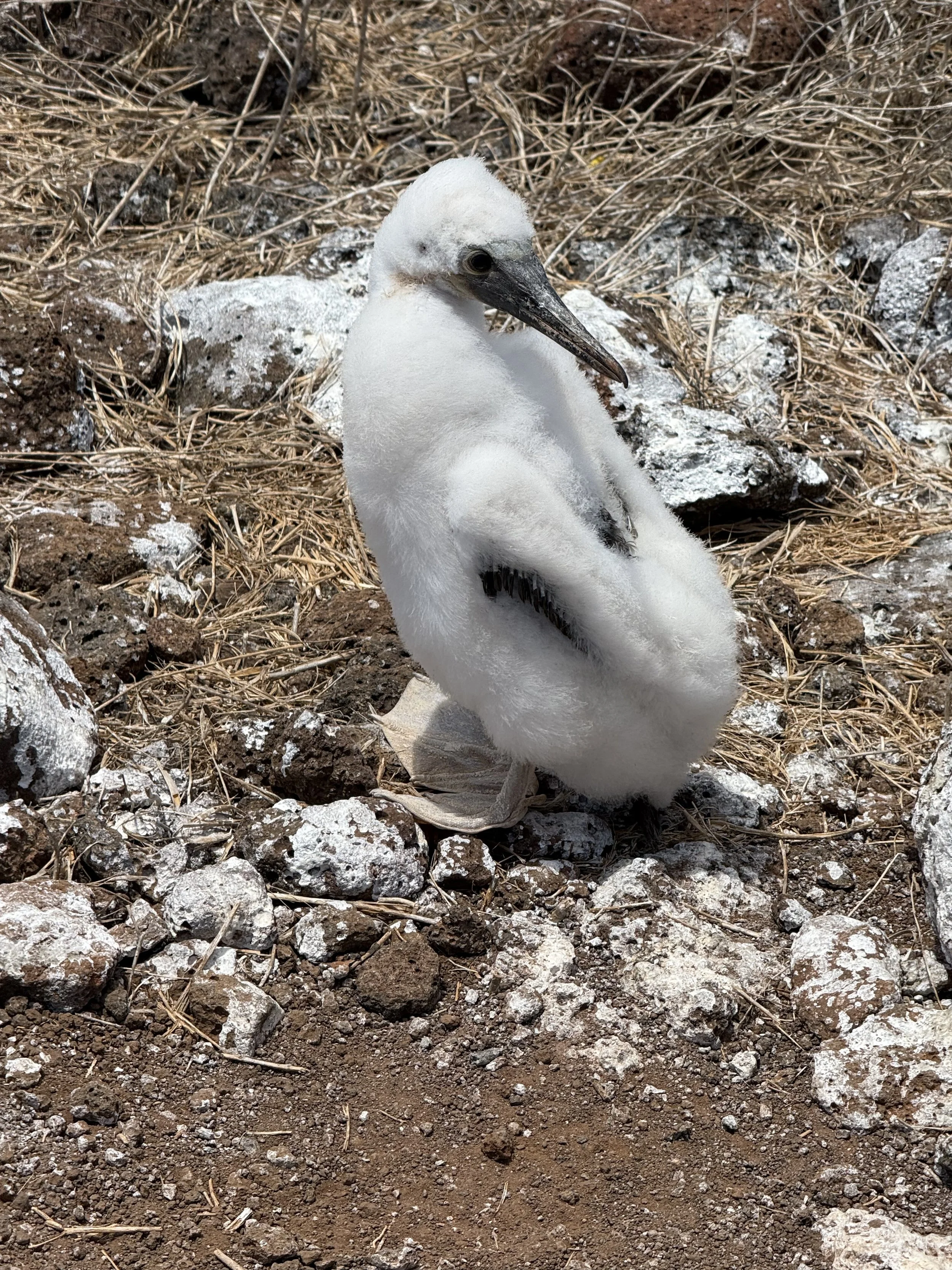 Juvenile blue footed boobie 