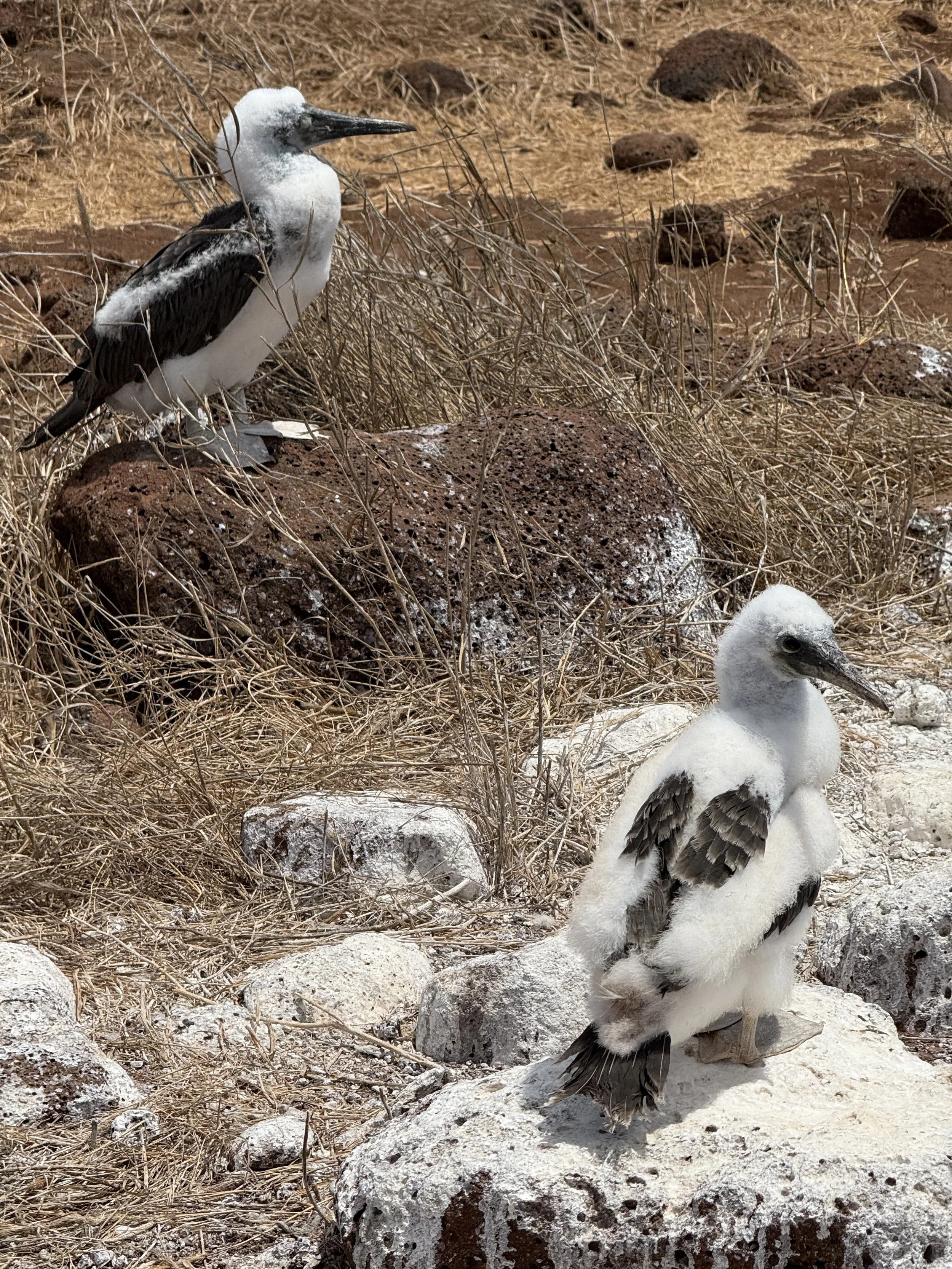 Older juvenile blue footed boobie