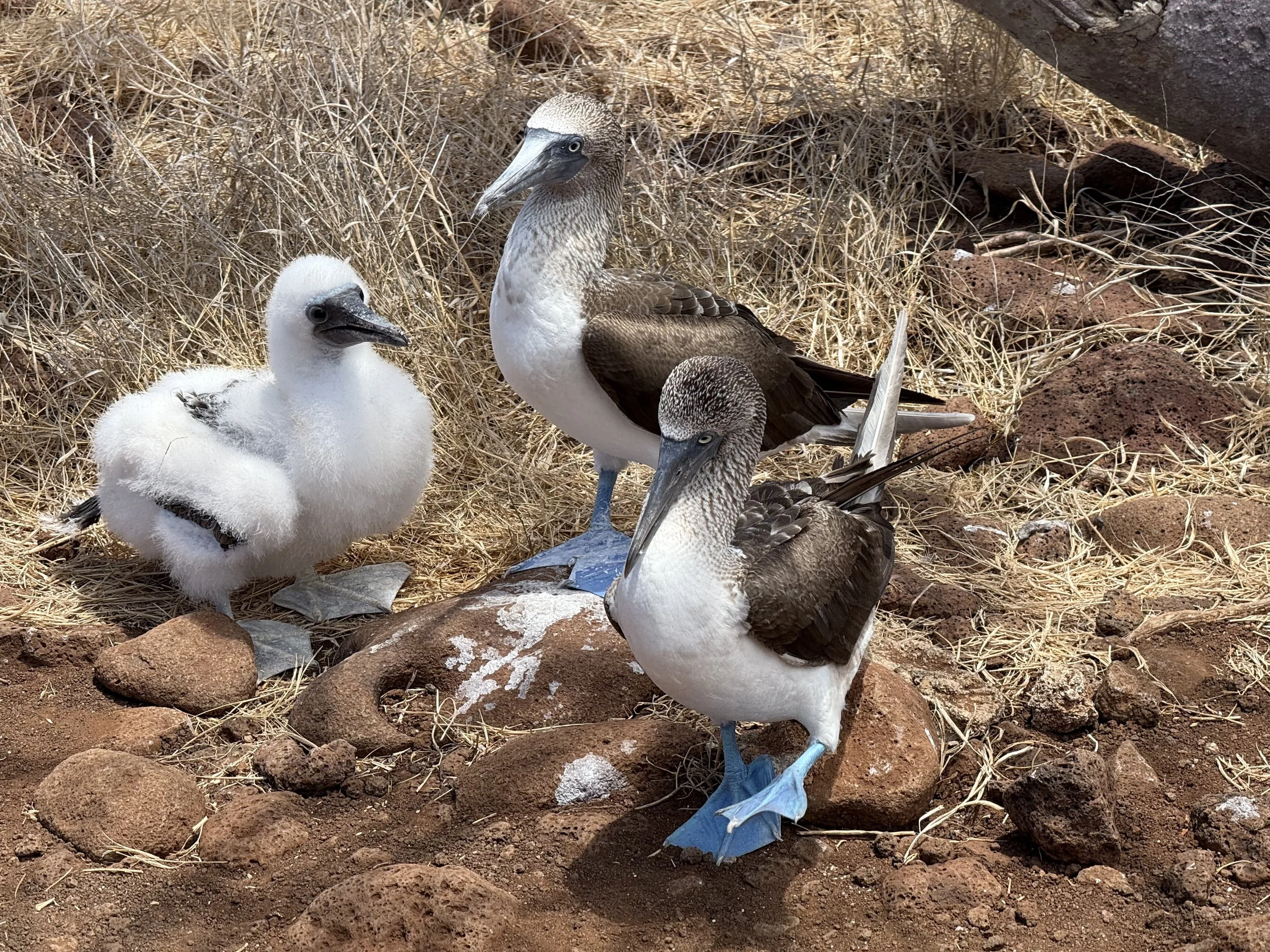 Blue footed boobie family