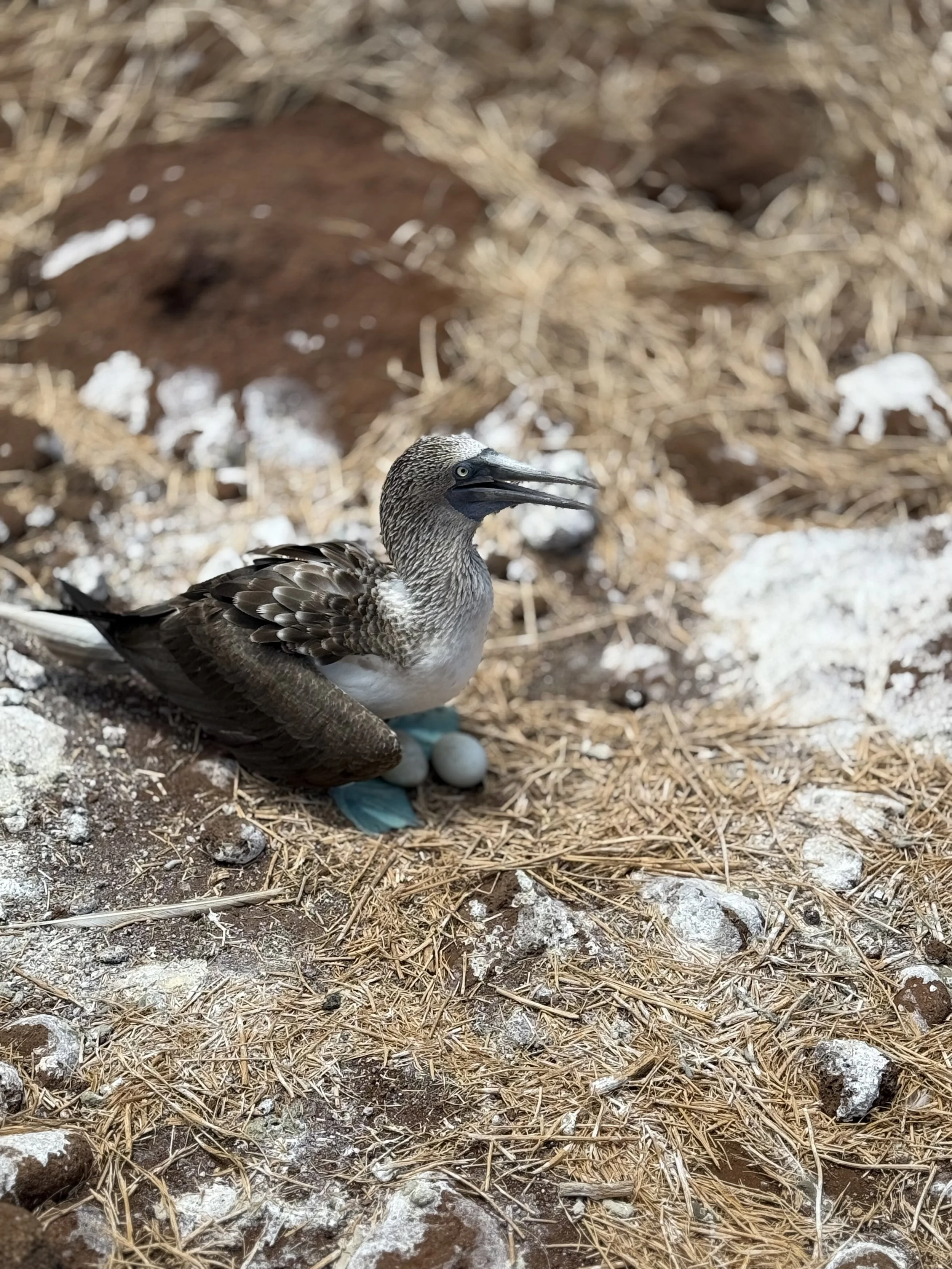 Mother boobie with eggs.
