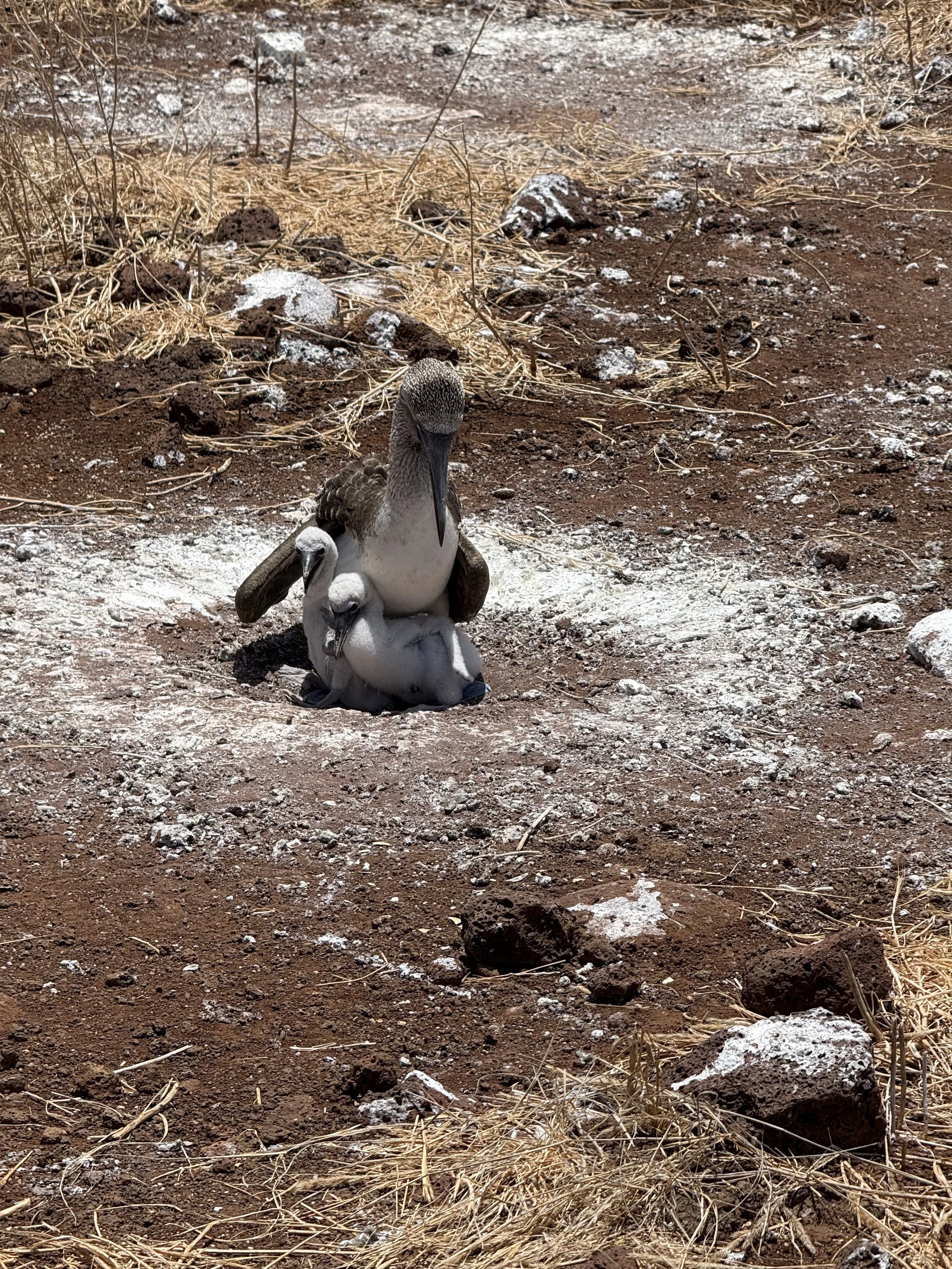 Poop circle around nest.
