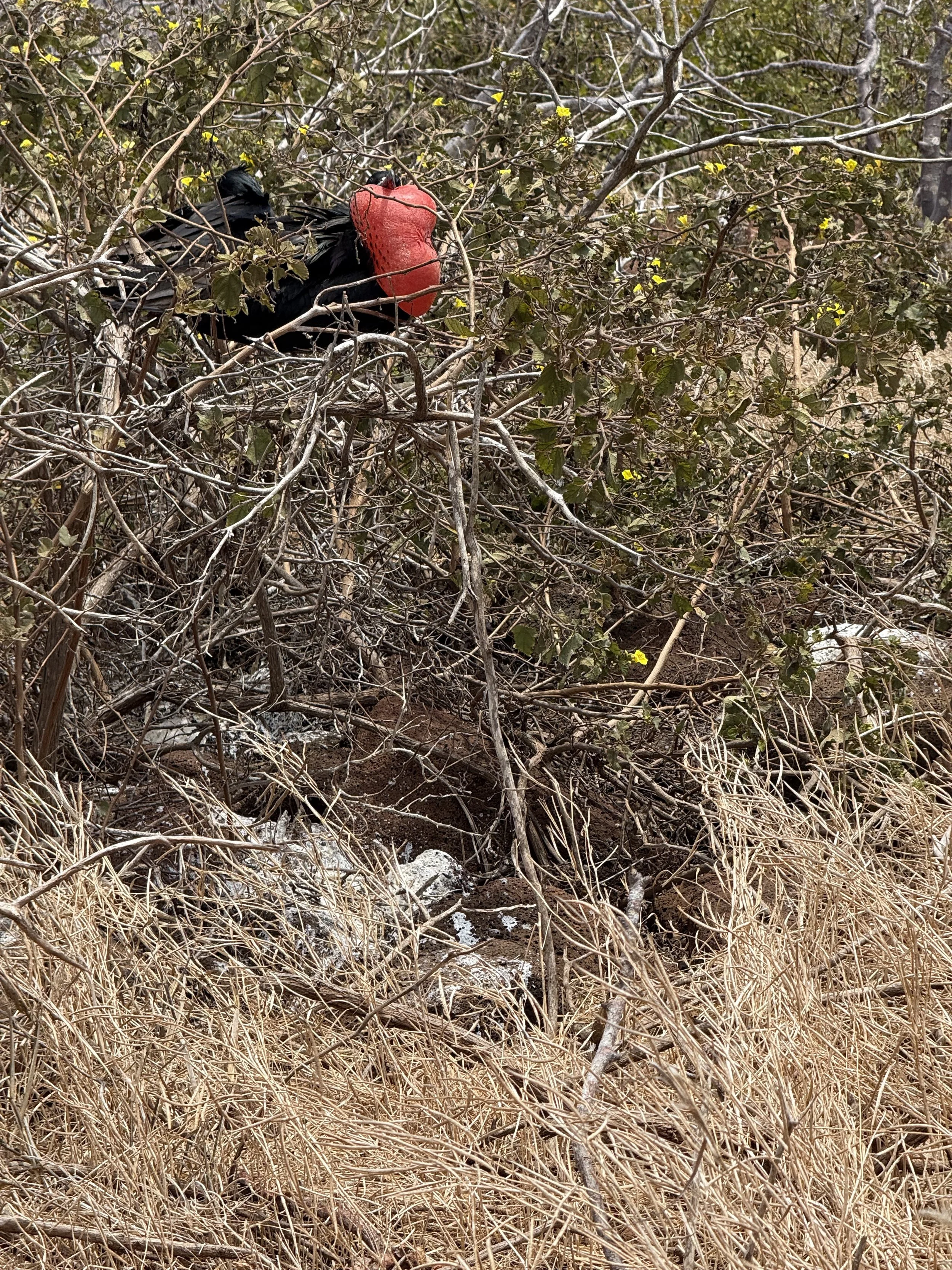 Male Frigat posturing to attract a female.